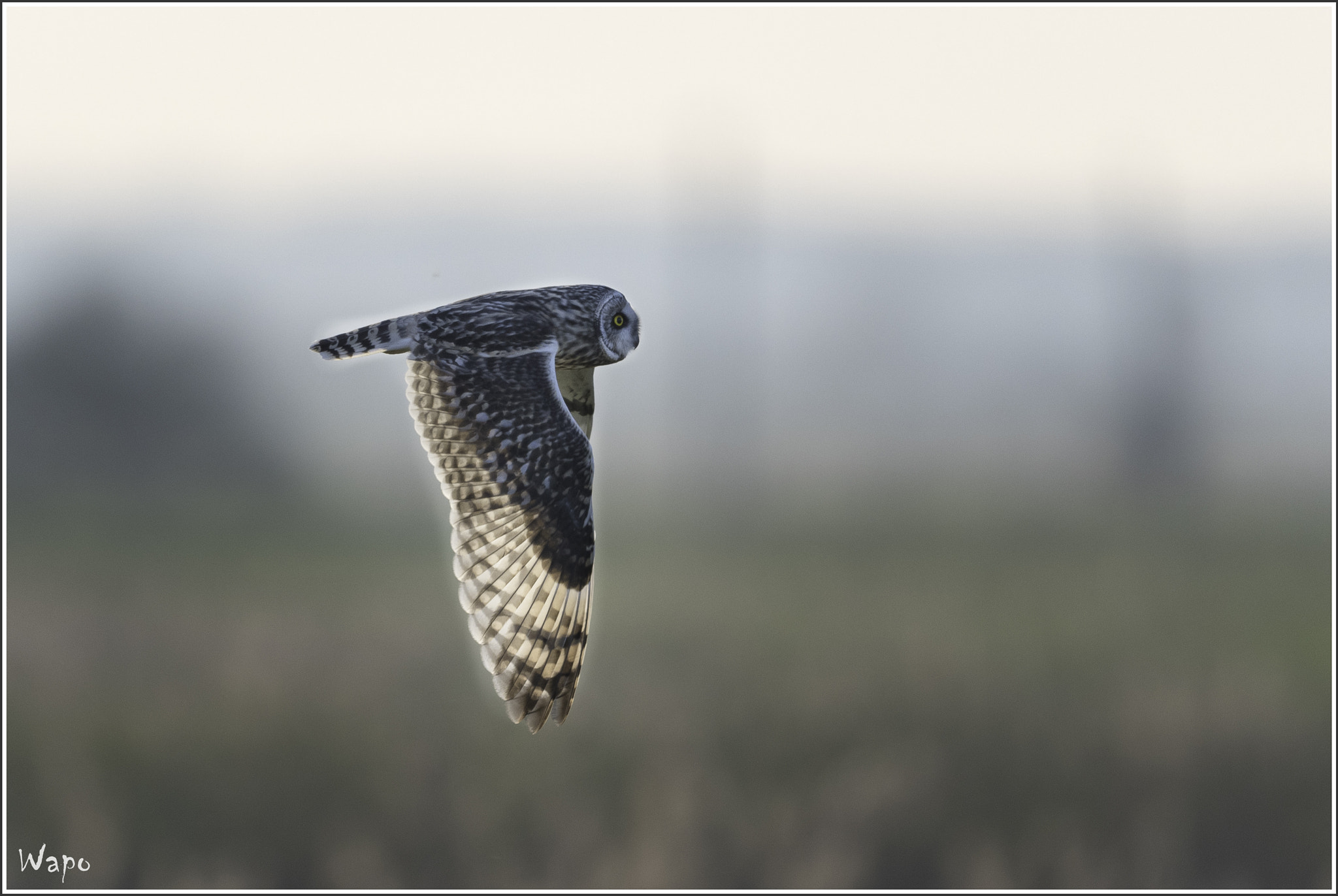 Nikon AF-S Nikkor 500mm F4E FL ED VR sample photo. Short-eared owl photography