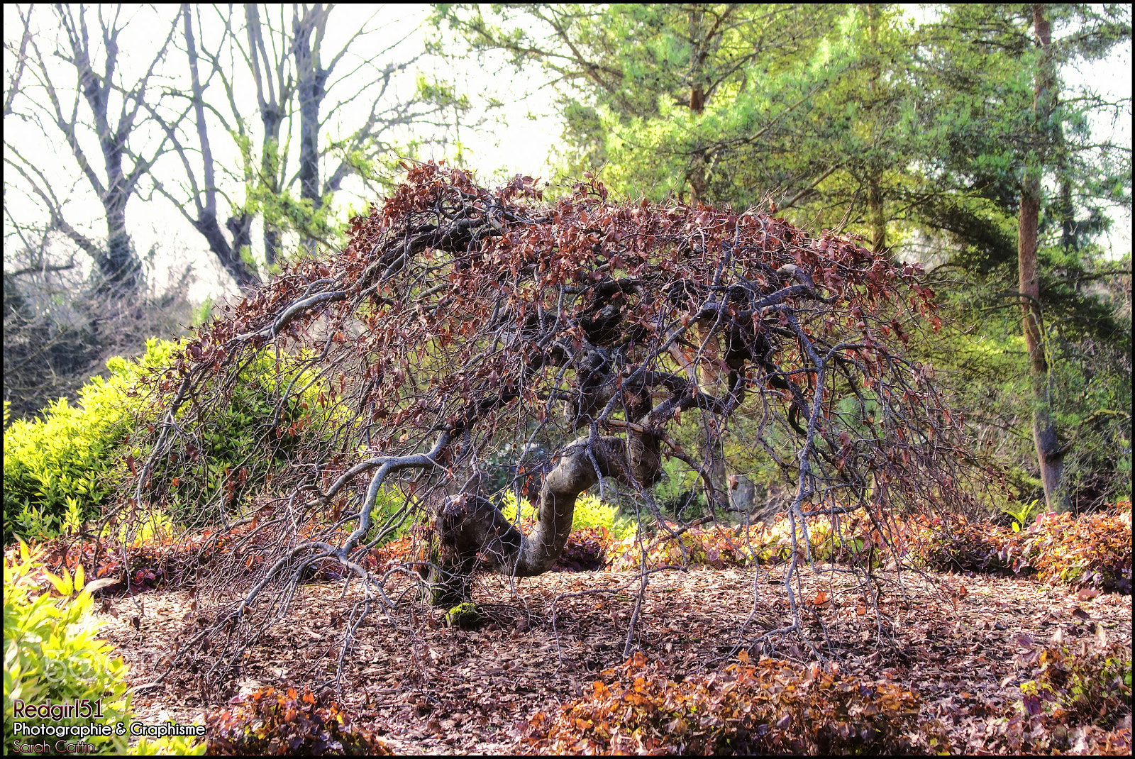 Canon EF 70-300mm F4-5.6 IS USM sample photo. Le faux de verzy - châlons en champagne photography