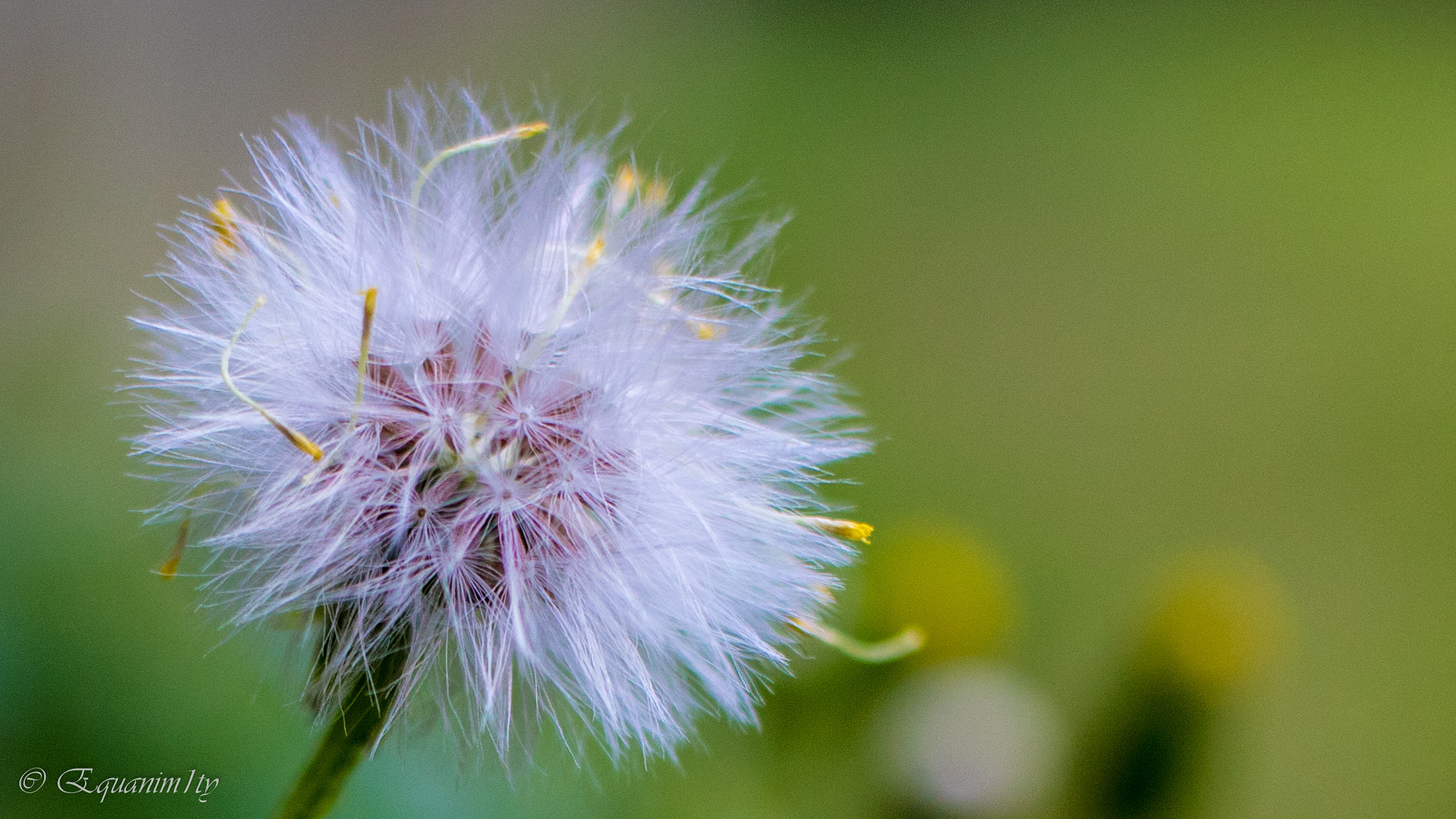 Canon EF-S 24mm F2.8 STM sample photo. Backyard tiny shrub photography