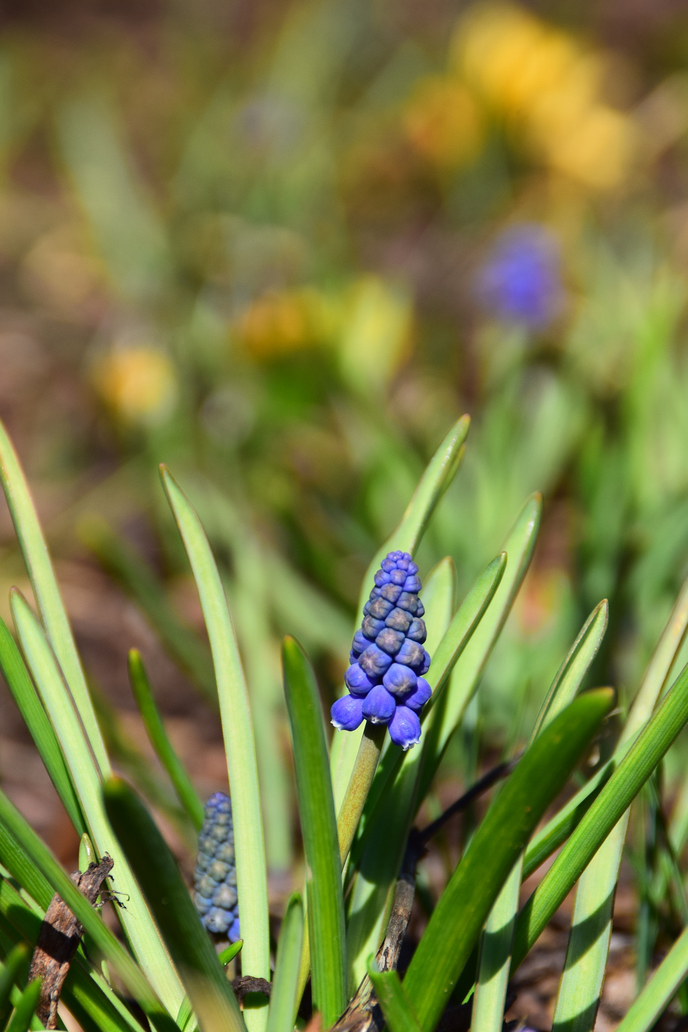 Nikon D3300 + Tamron AF 18-200mm F3.5-6.3 XR Di II LD Aspherical (IF) Macro sample photo. Blue muscari flowers blooming. photography