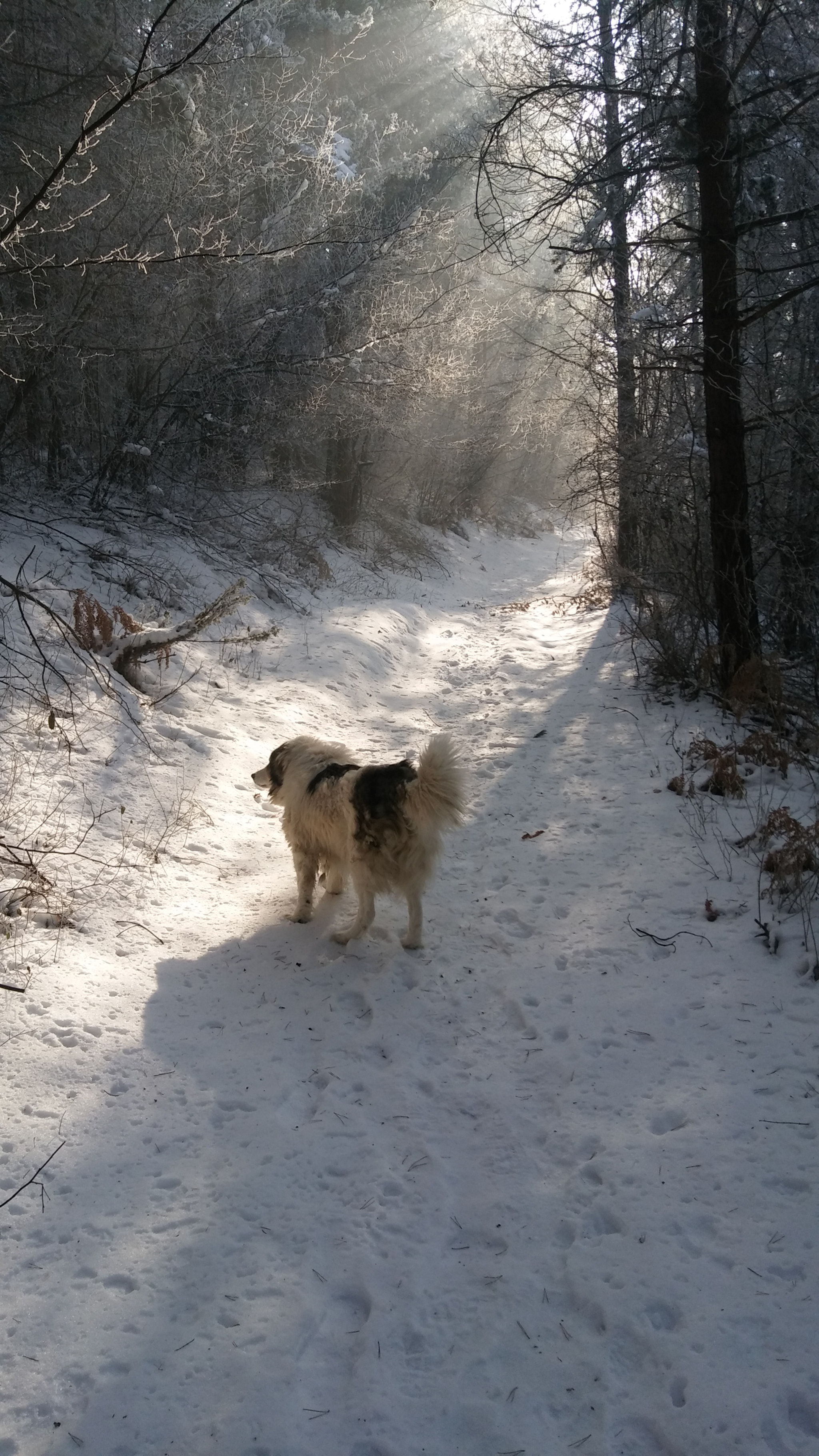 LG X SCREEN sample photo. Dance of sunlight in the forest photography