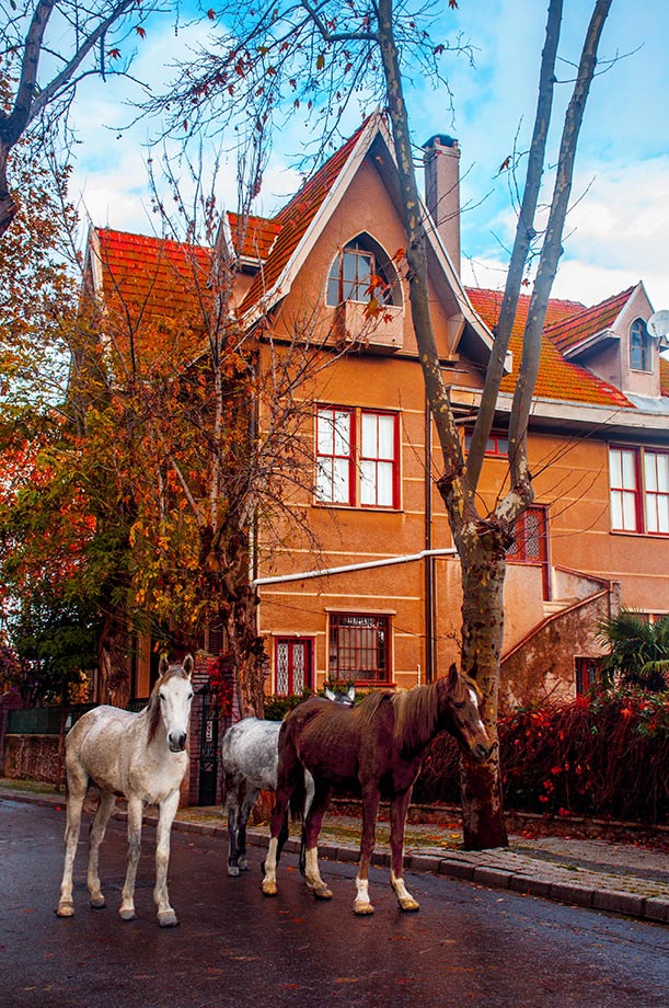 Nikon D300 sample photo. Horses and streets photography