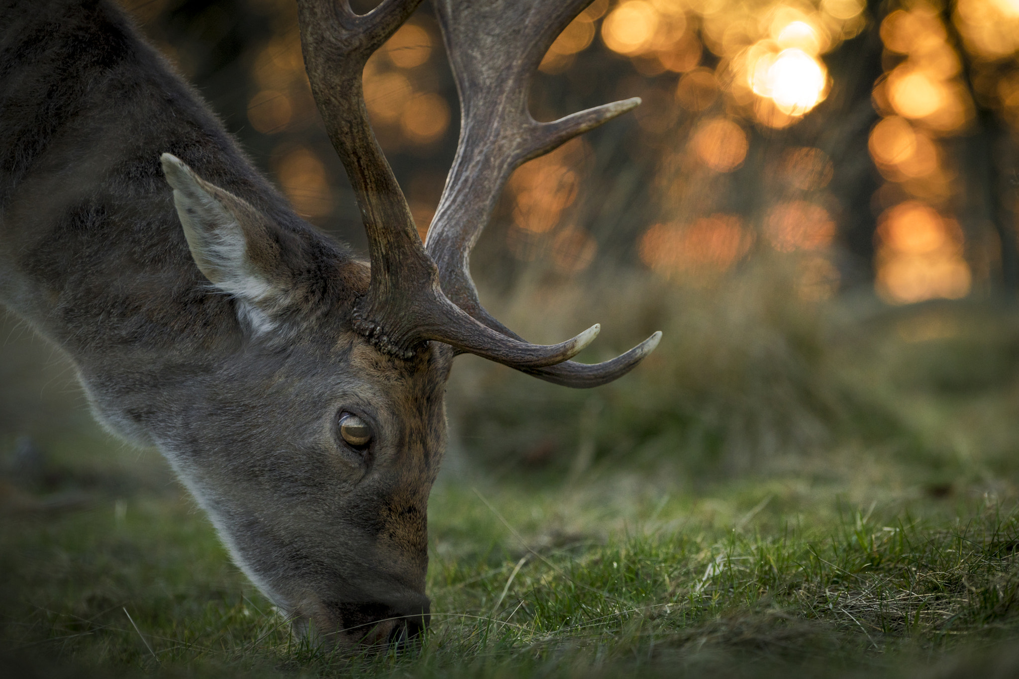 Sony a7 + Sony FE 70-200mm F4 G OSS sample photo. Another deer photography