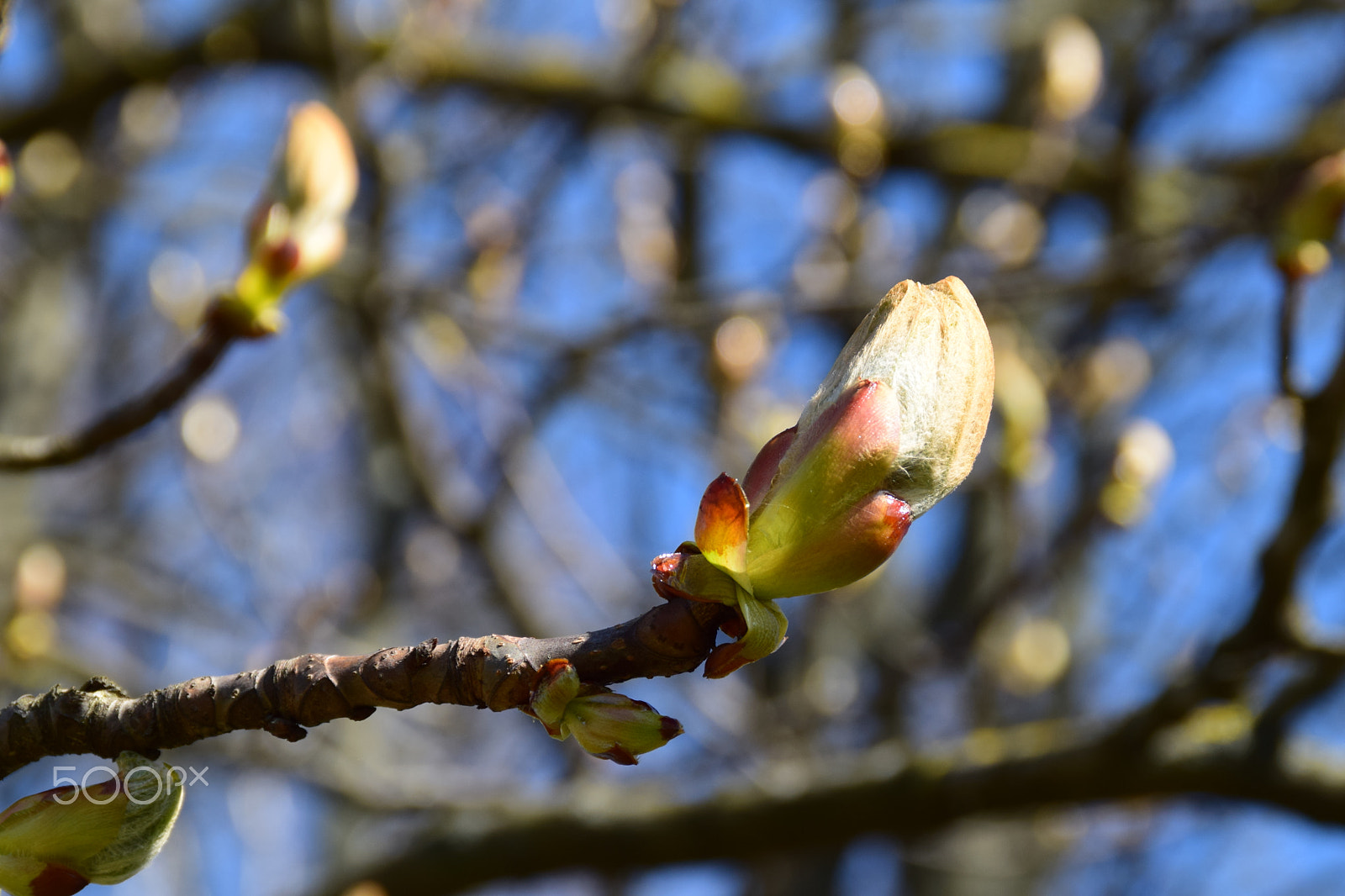 Nikon D3300 + Tamron AF 18-200mm F3.5-6.3 XR Di II LD Aspherical (IF) Macro sample photo. Buds of a chestnut tree. photography