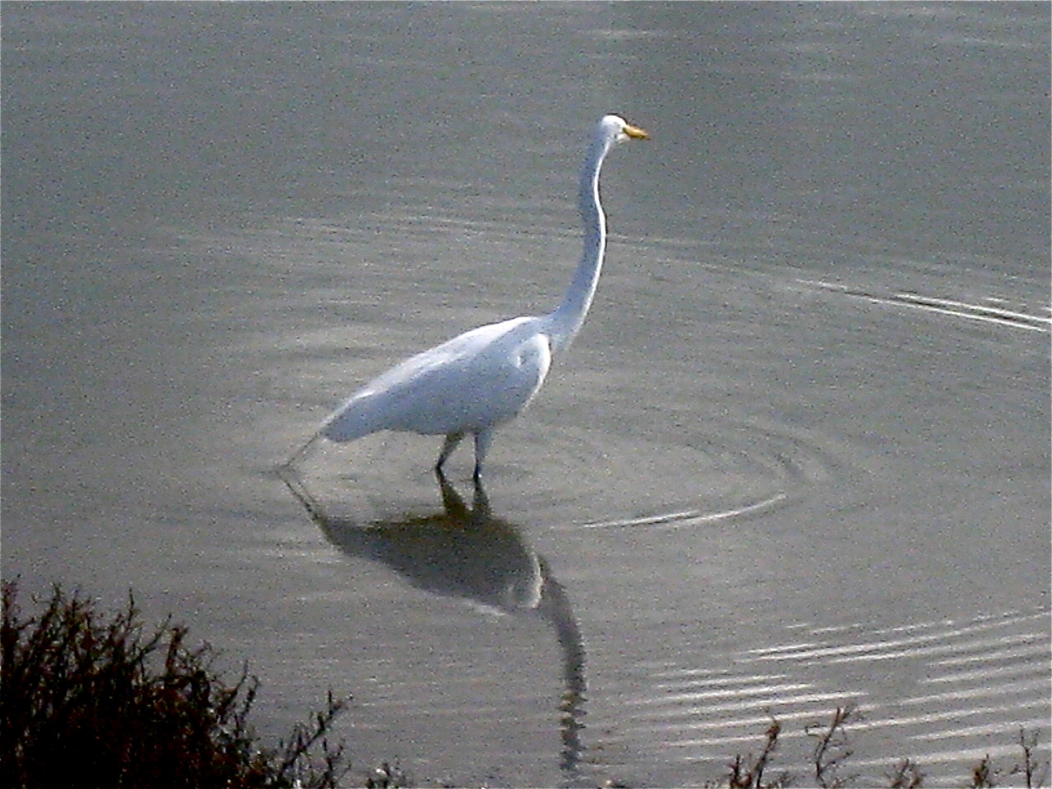 Canon POWERSHOT SD870 IS sample photo. Great egret, crissy field, san francisco, california 2010 photography