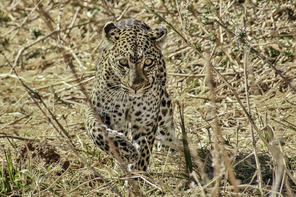 Canon EOS 60D sample photo. Focused leopard photography
