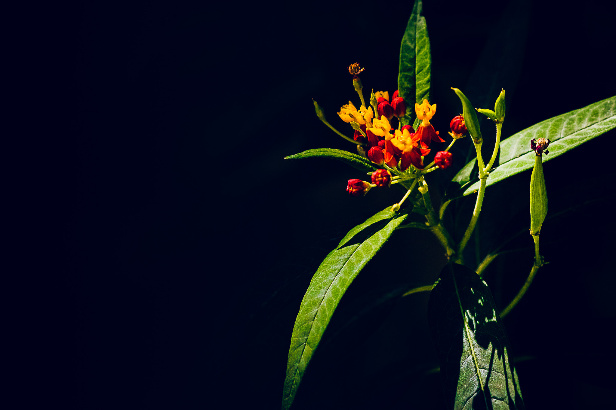 Nikon D5300 + Nikon AF-S Nikkor 85mm F1.8G sample photo. Lantana photography