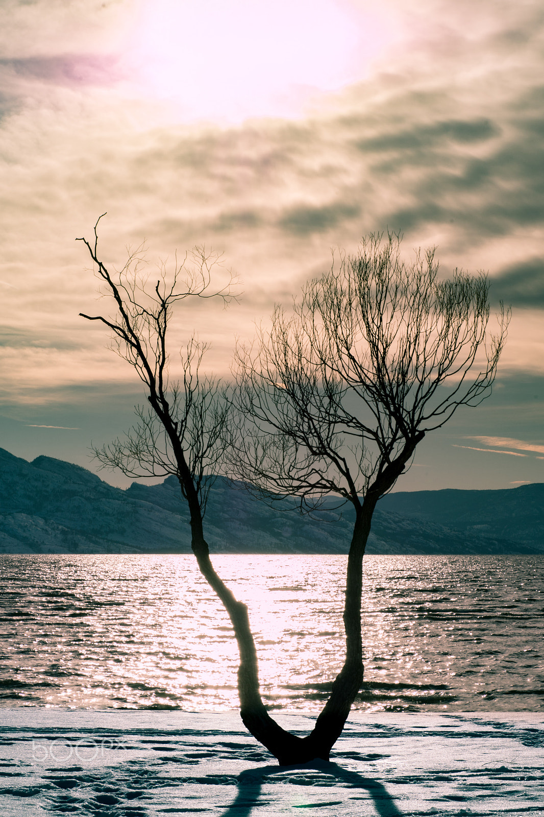 Panasonic Lumix DMC-GH4 sample photo. Gyro v tree photography