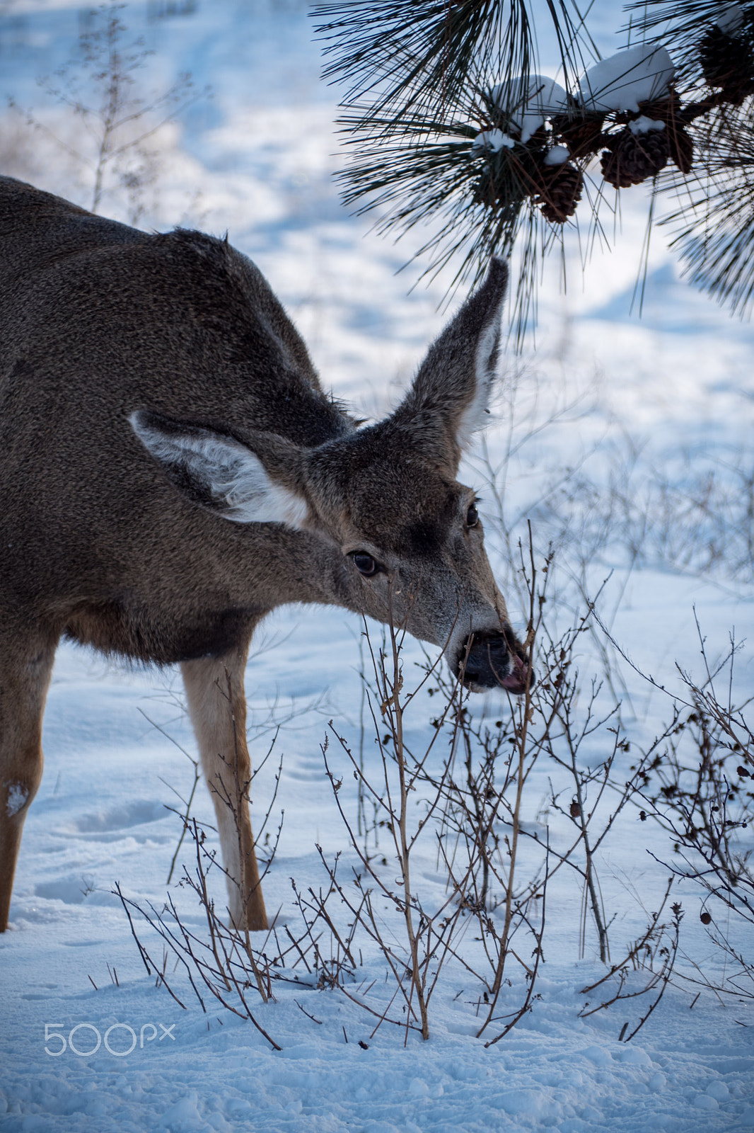 Panasonic Lumix DMC-GH4 sample photo. Deer chompchomp photography
