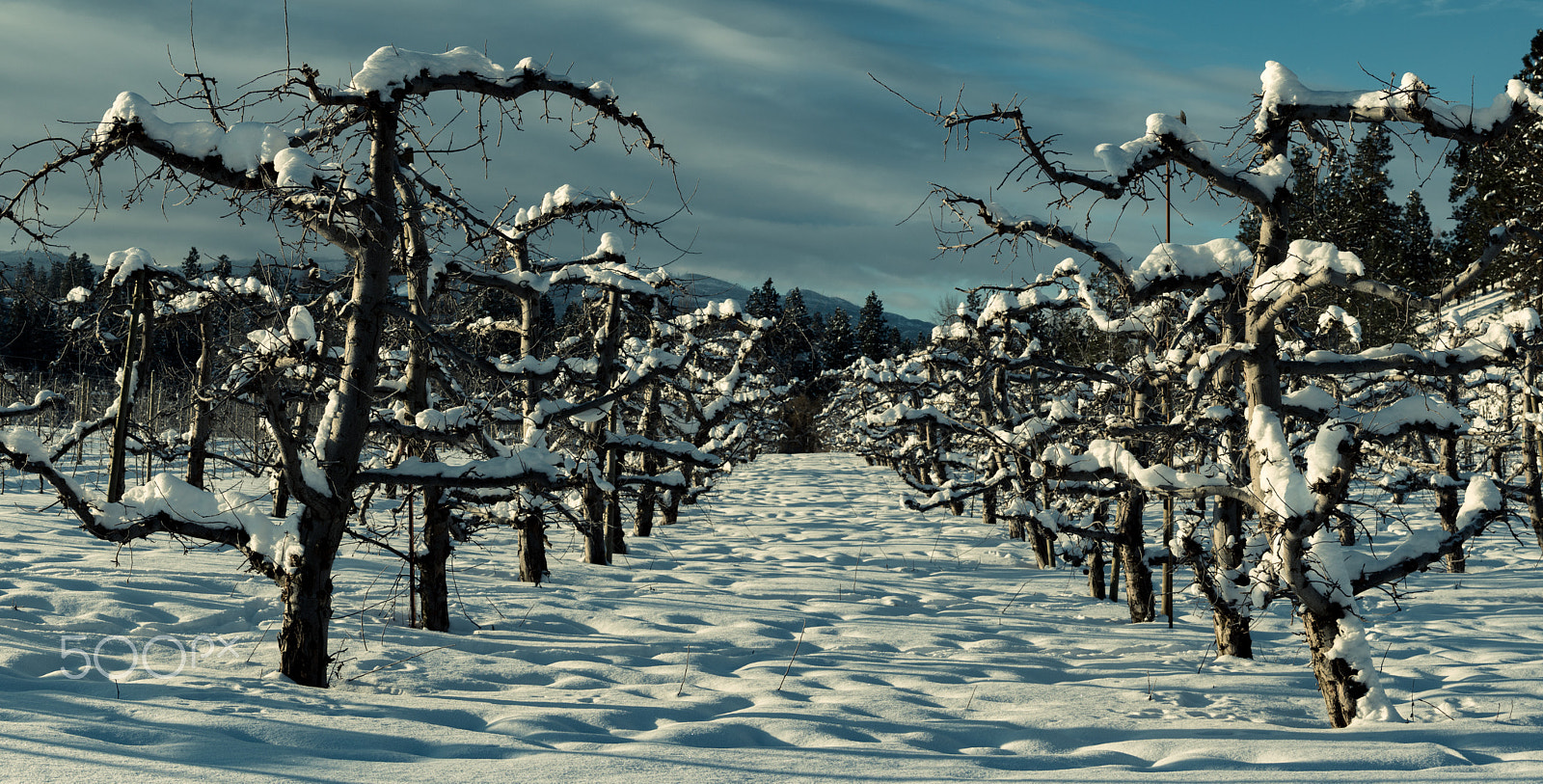 Panasonic Lumix DMC-GH4 sample photo. Orchard snow photography