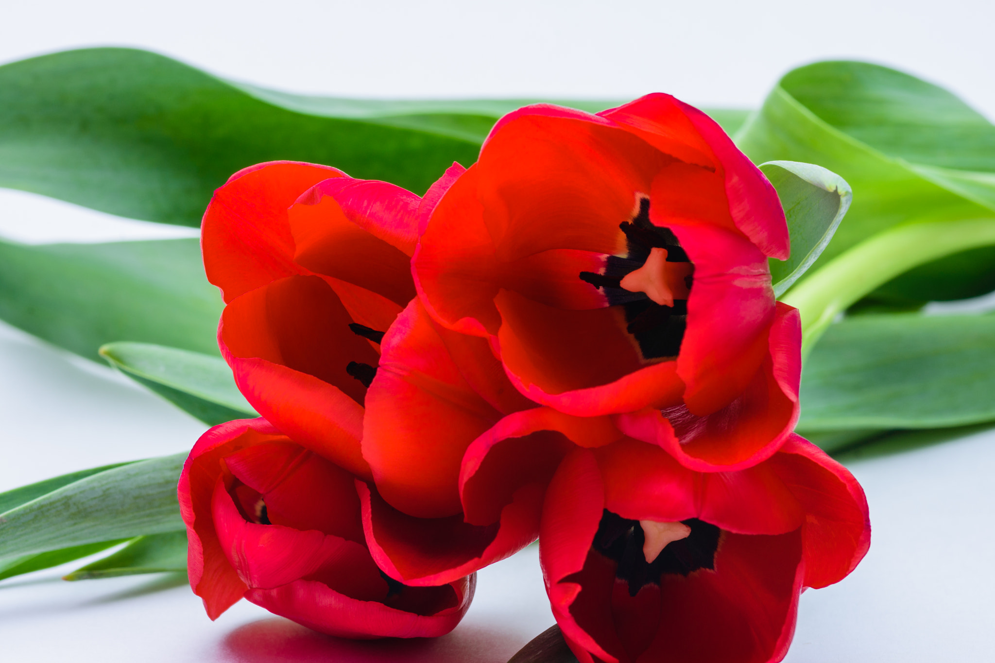 Nikon D7200 + Tokina AT-X Pro 100mm F2.8 Macro sample photo. Tulips up close photography