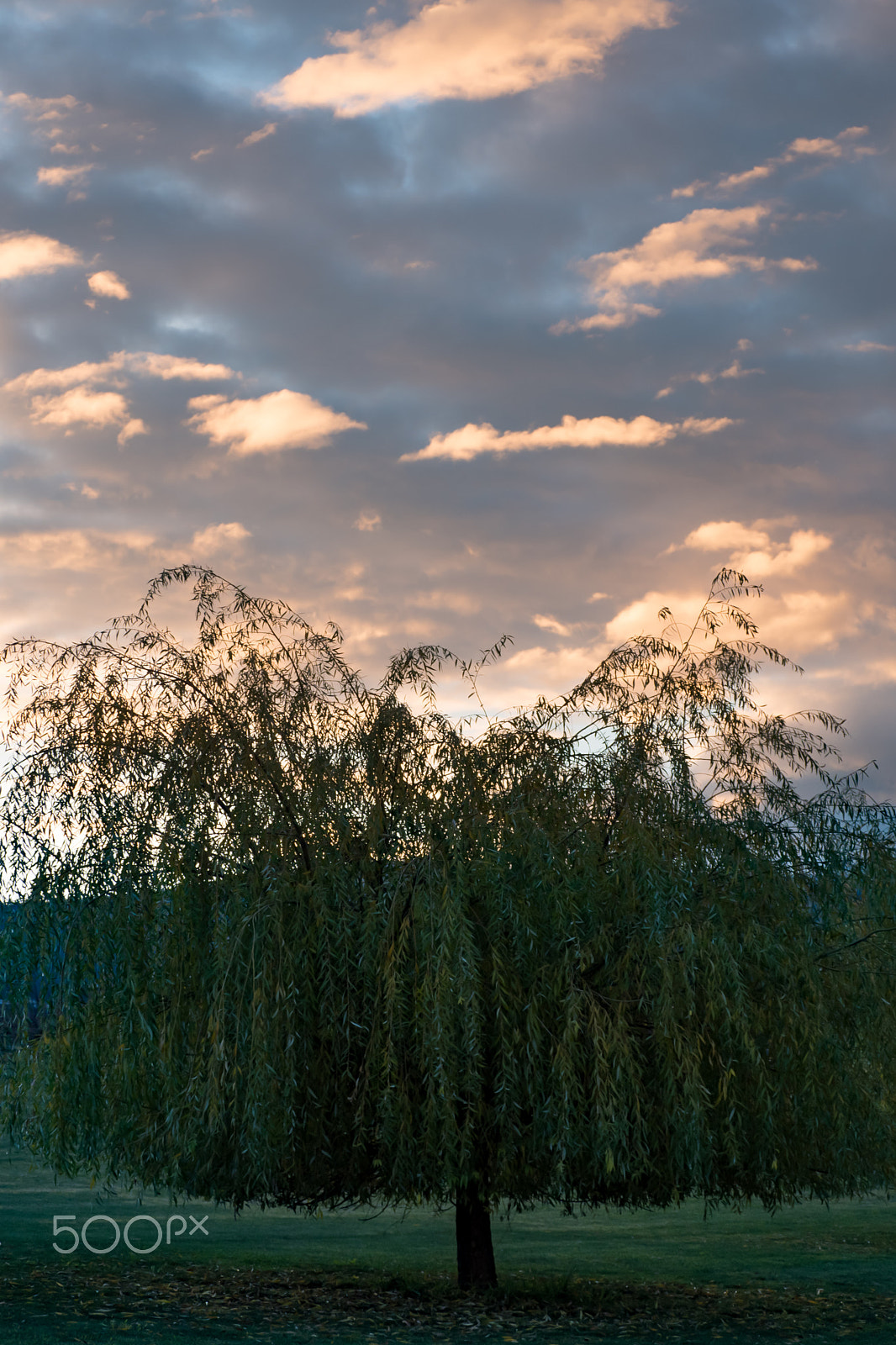 Panasonic Lumix DMC-GH4 sample photo. Morningtree sky photography