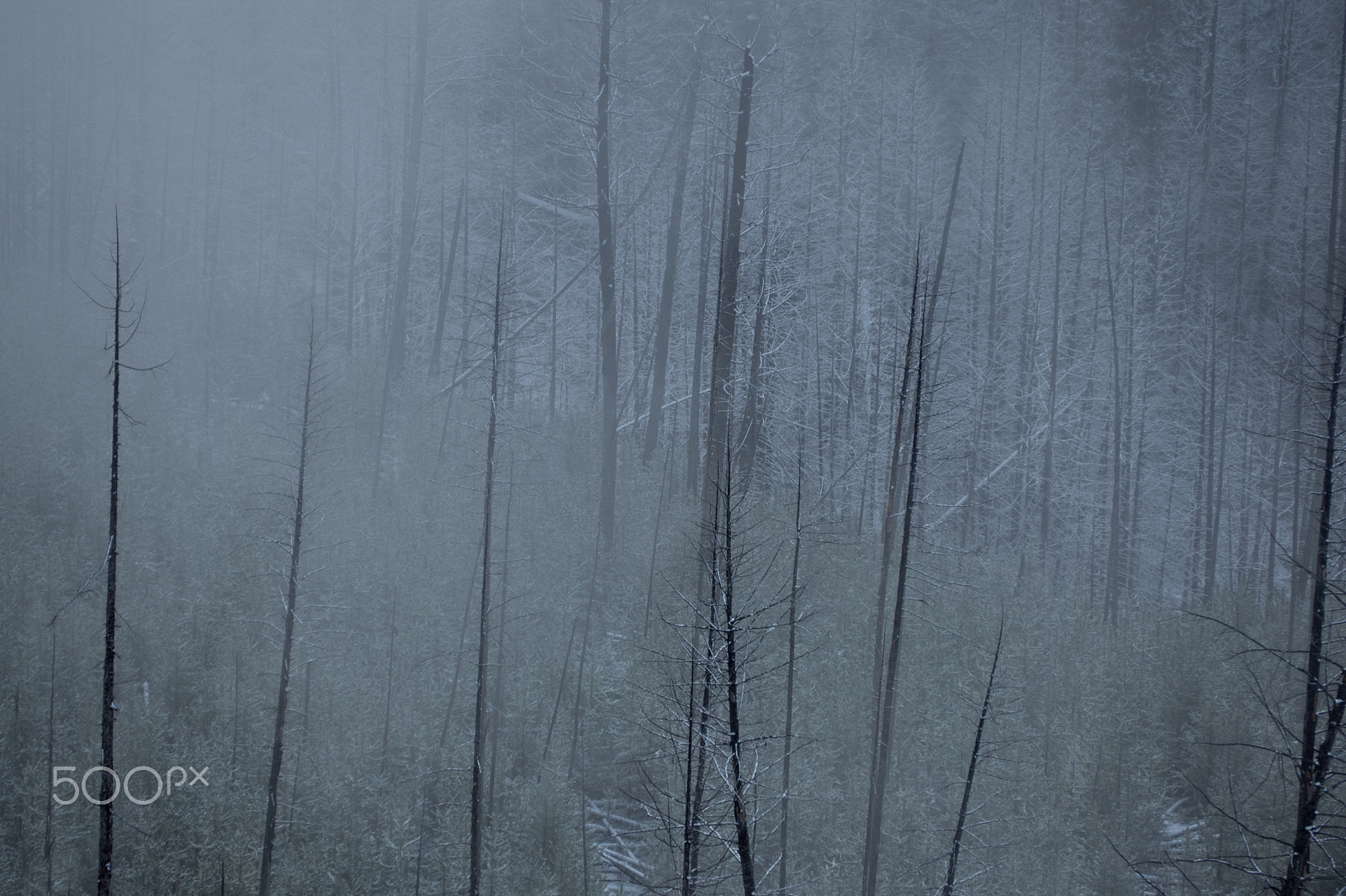 Panasonic Lumix DMC-GH4 sample photo. Fog burnedtrees photography