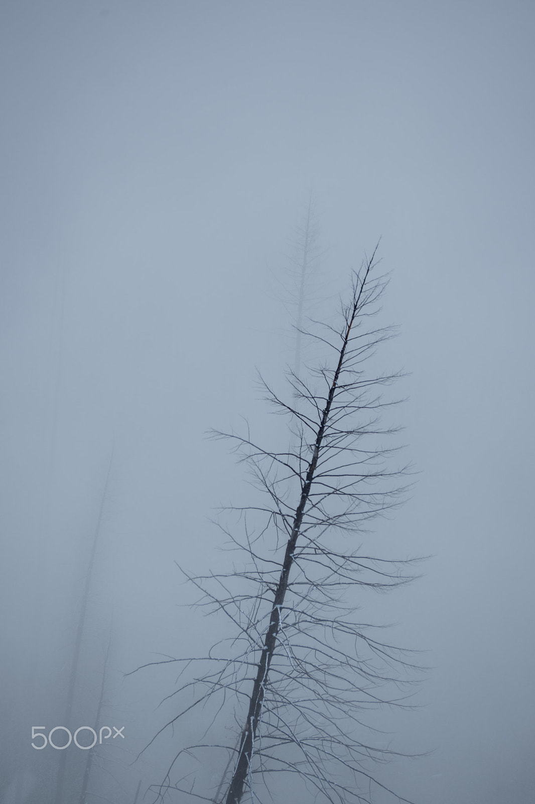 Panasonic Lumix DMC-GH4 sample photo. Fog burnedtree photography