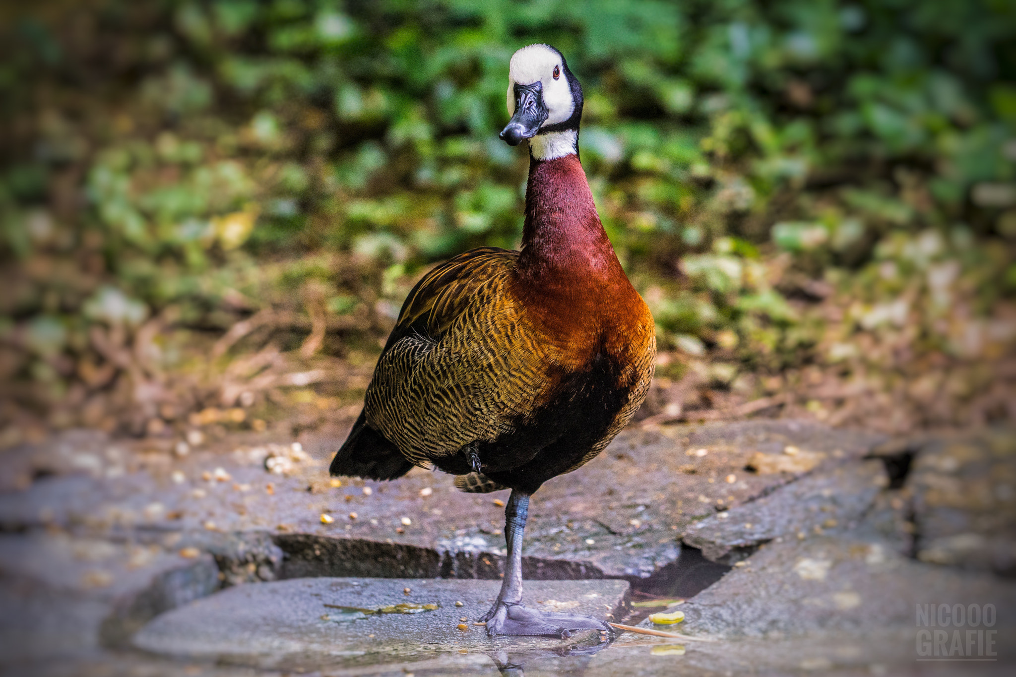 Sony a6300 + Sony FE 70-200mm F4 G OSS sample photo. Wuppertaler zoo 2 photography