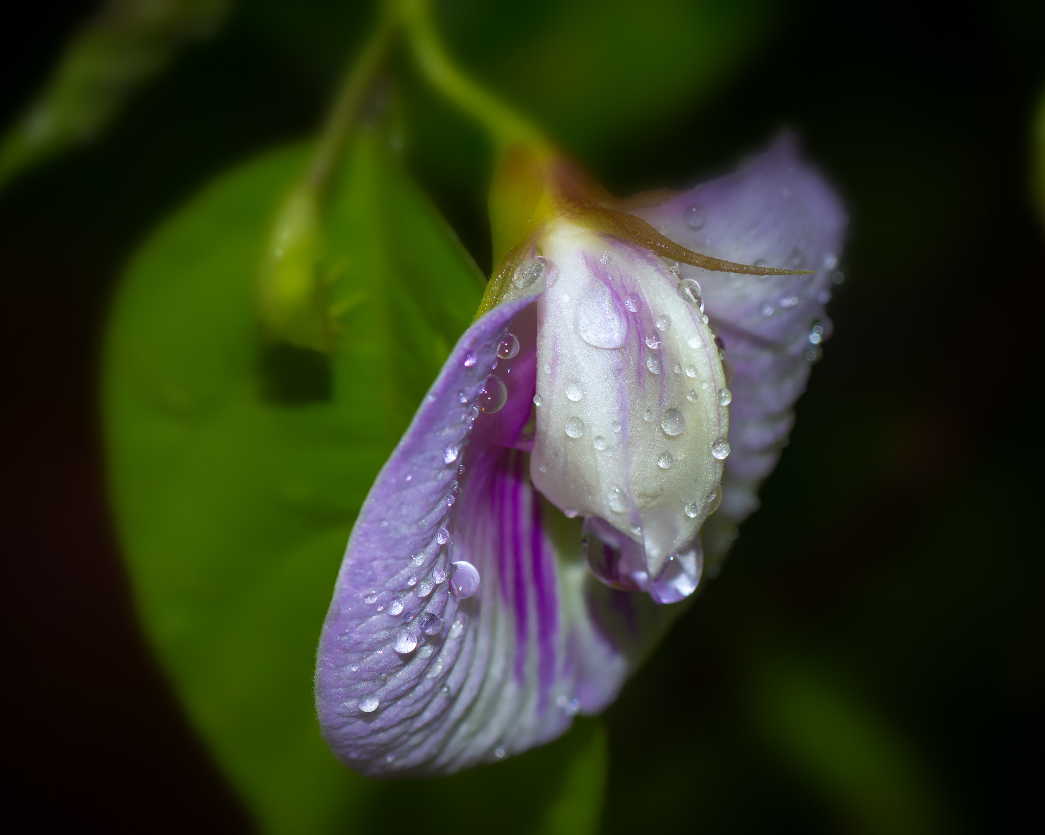 Nikon D7200 sample photo. Drops on a flower photography