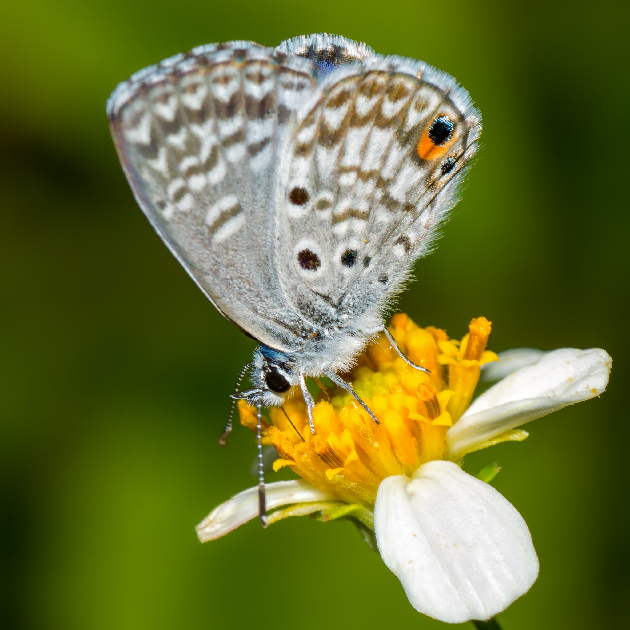 Nikon D7200 sample photo. Miami blue - 2 photography