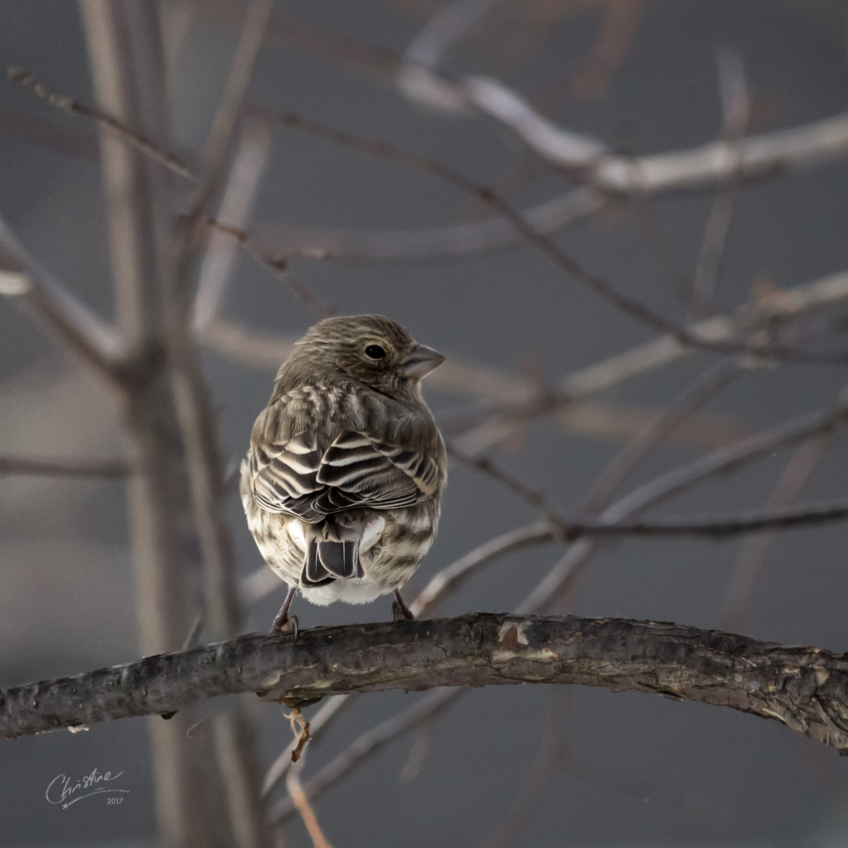 Canon EF-S 55-250mm F4-5.6 IS STM sample photo. Neutral palette photography