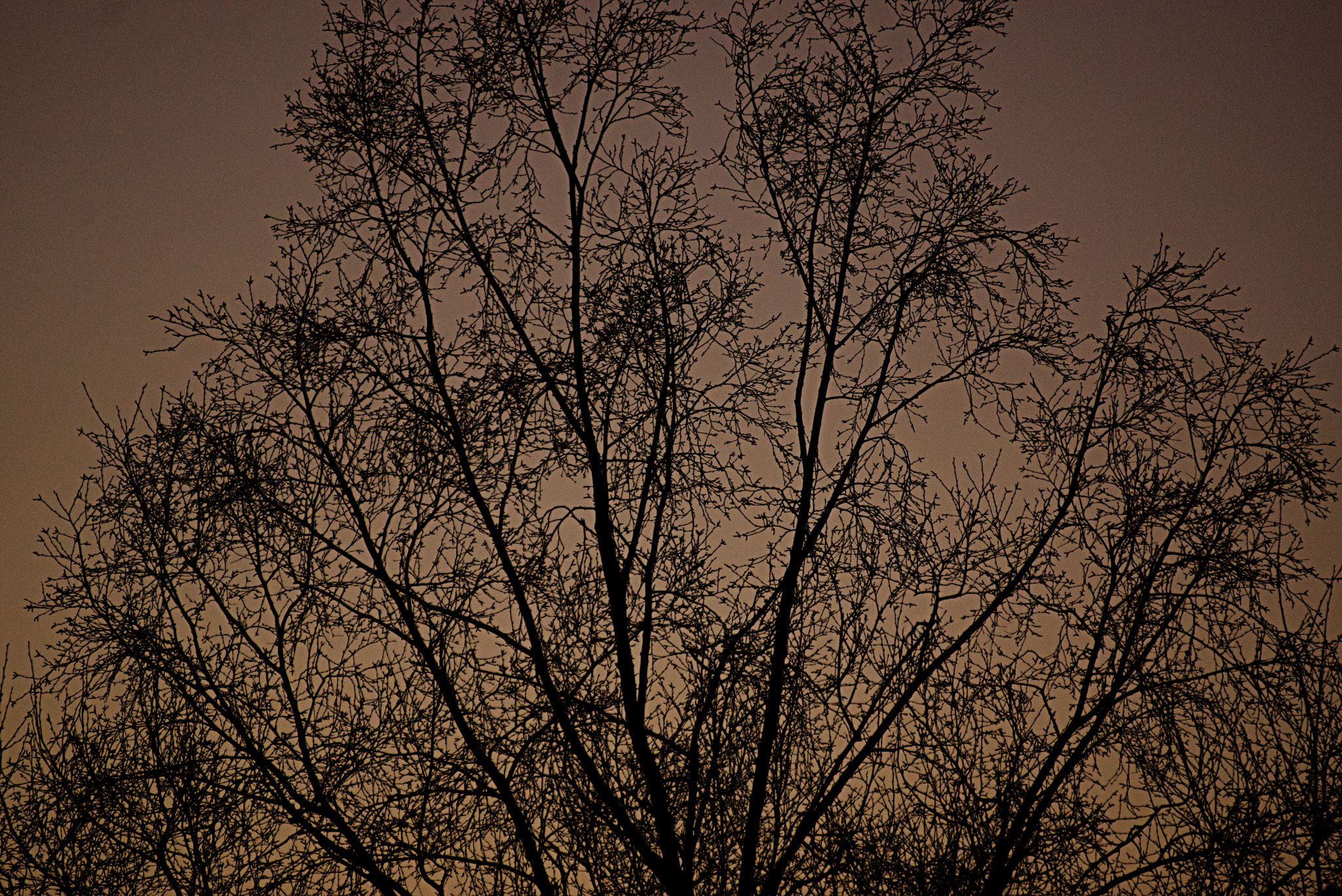 Sony Alpha NEX-7 sample photo. Tree photography