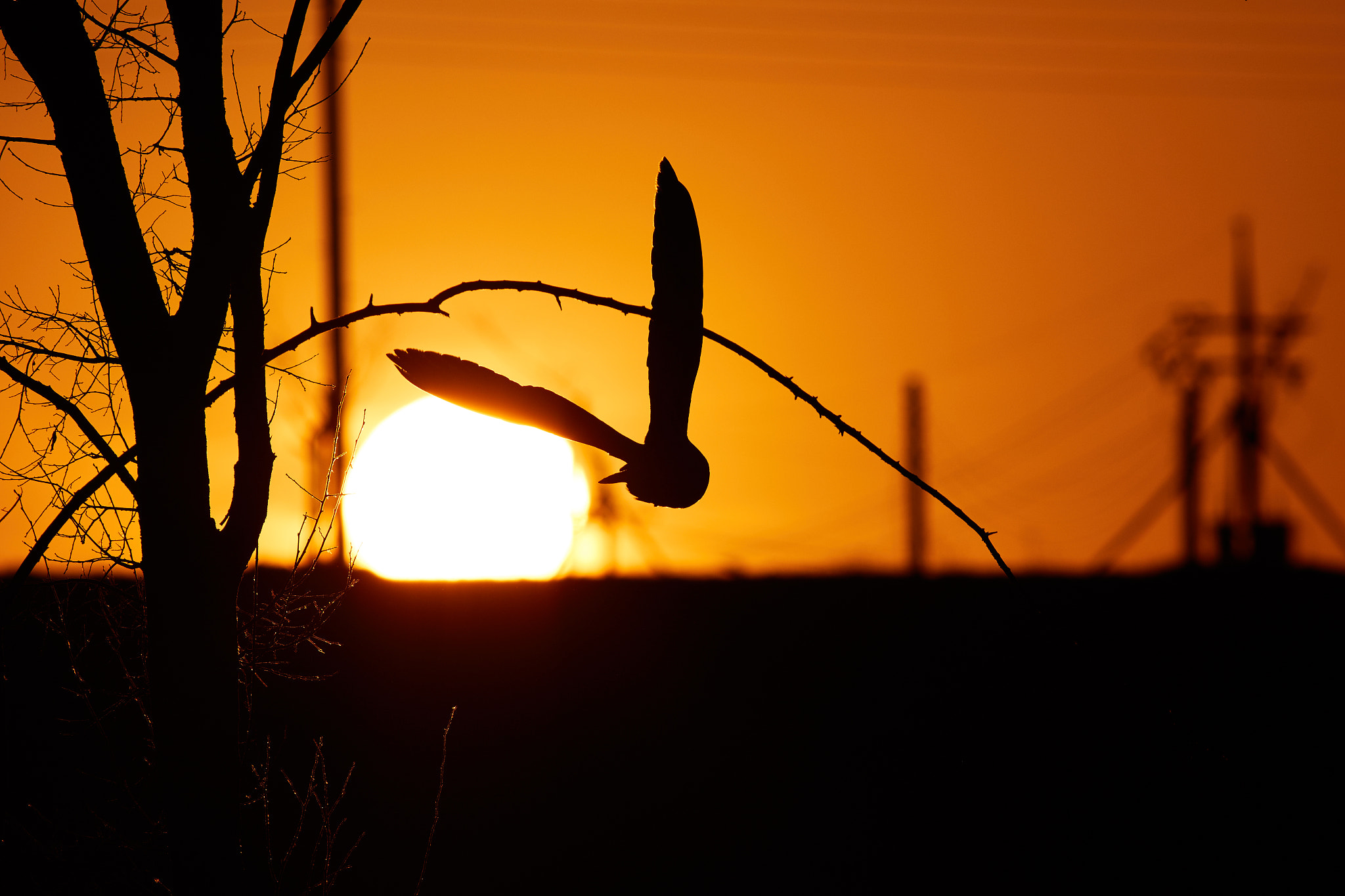 Canon EOS 7D Mark II + Canon EF 400mm F5.6L USM sample photo. Owl into the sunset photography