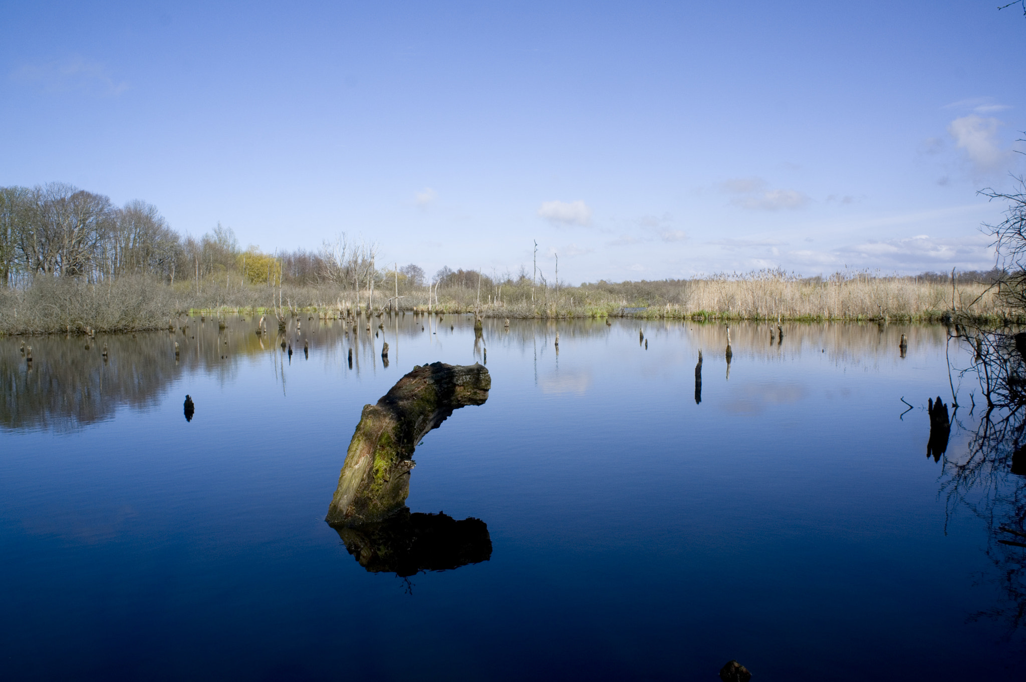 Sony Alpha NEX-5R sample photo. Flooded forest - ekopark wschodni photography