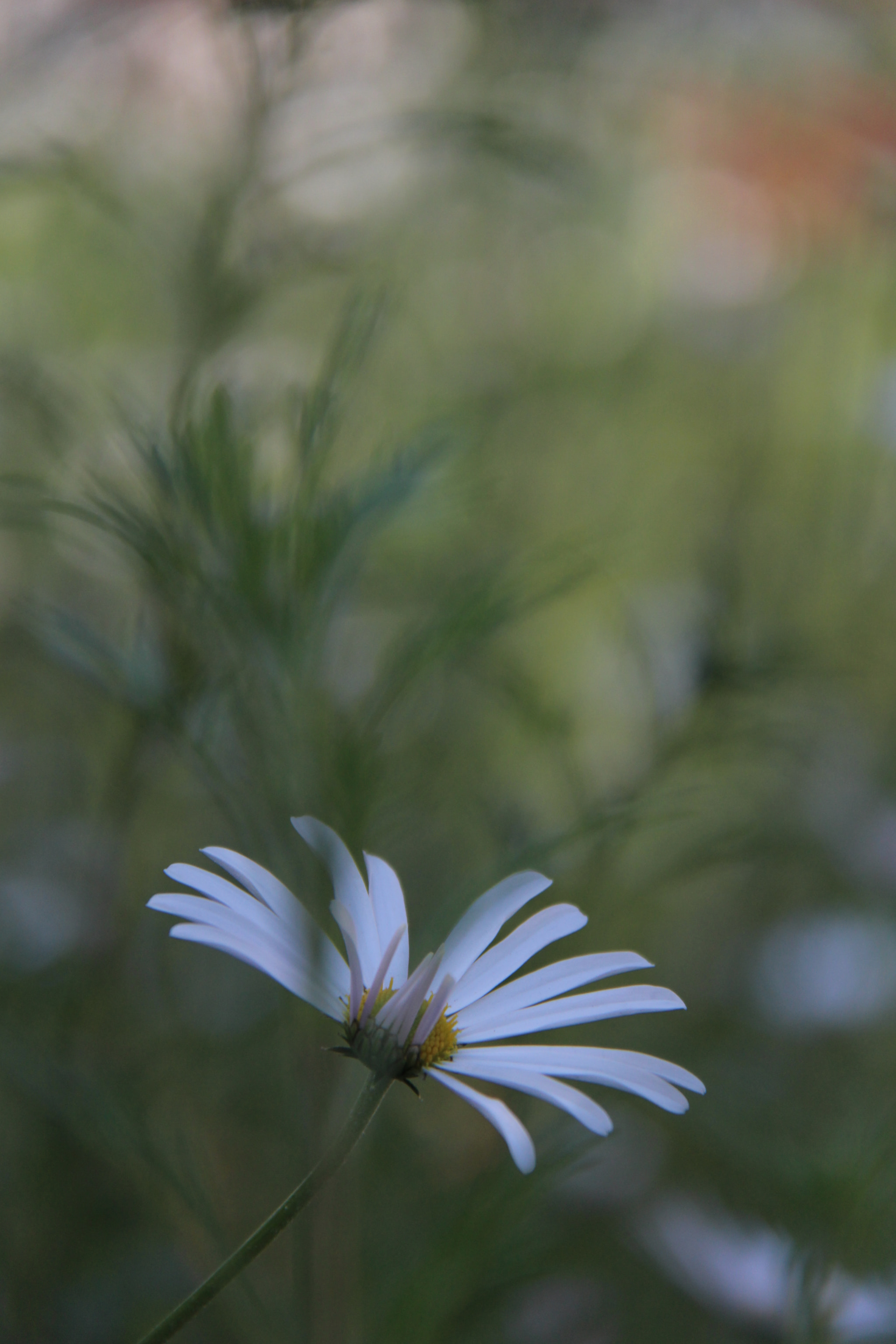 Canon EF-S 18-200mm F3.5-5.6 IS sample photo. 예뻐서``````찰칵^^ photography