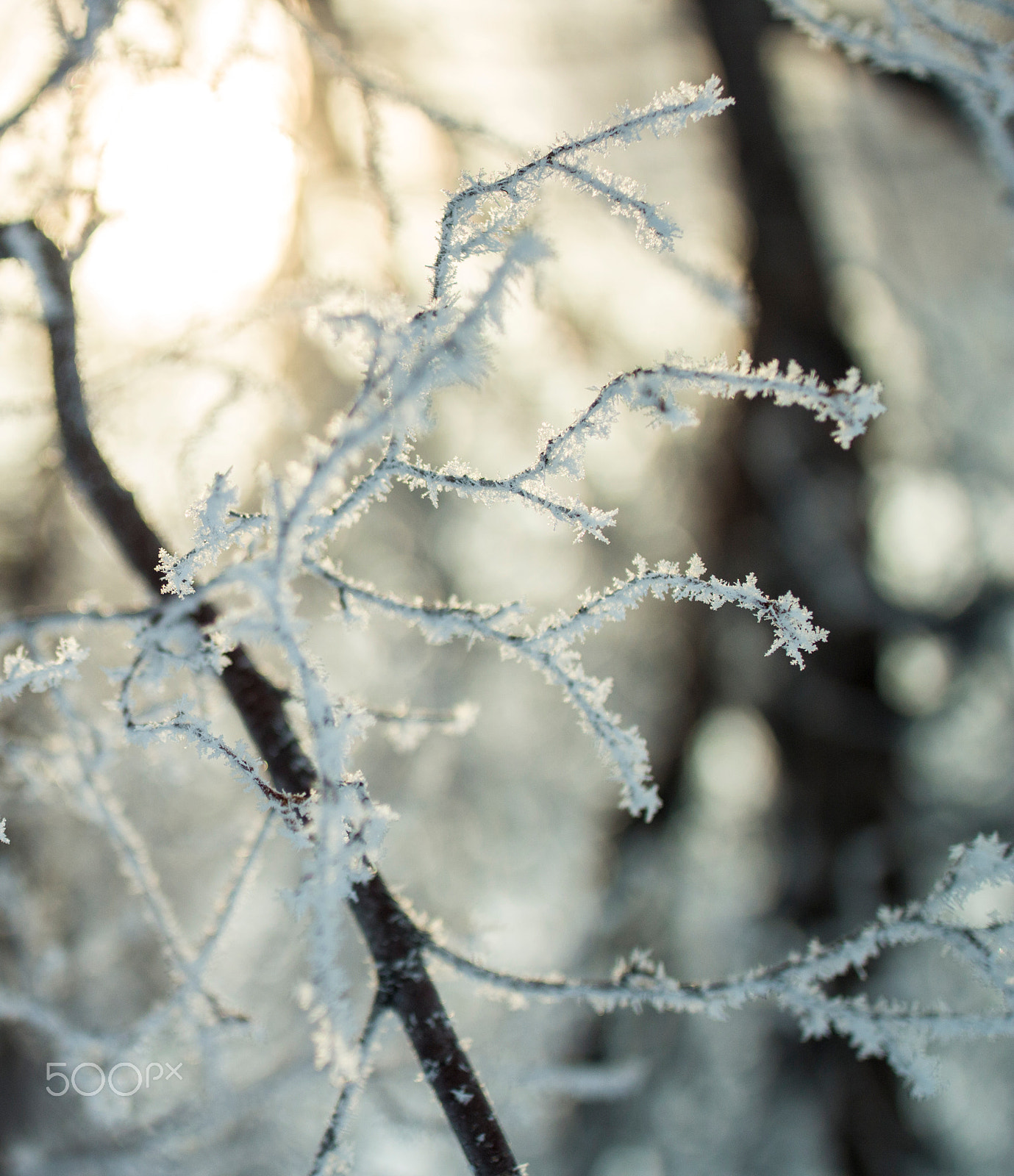 Canon EF 35mm F1.4L II USM sample photo. Frost photography