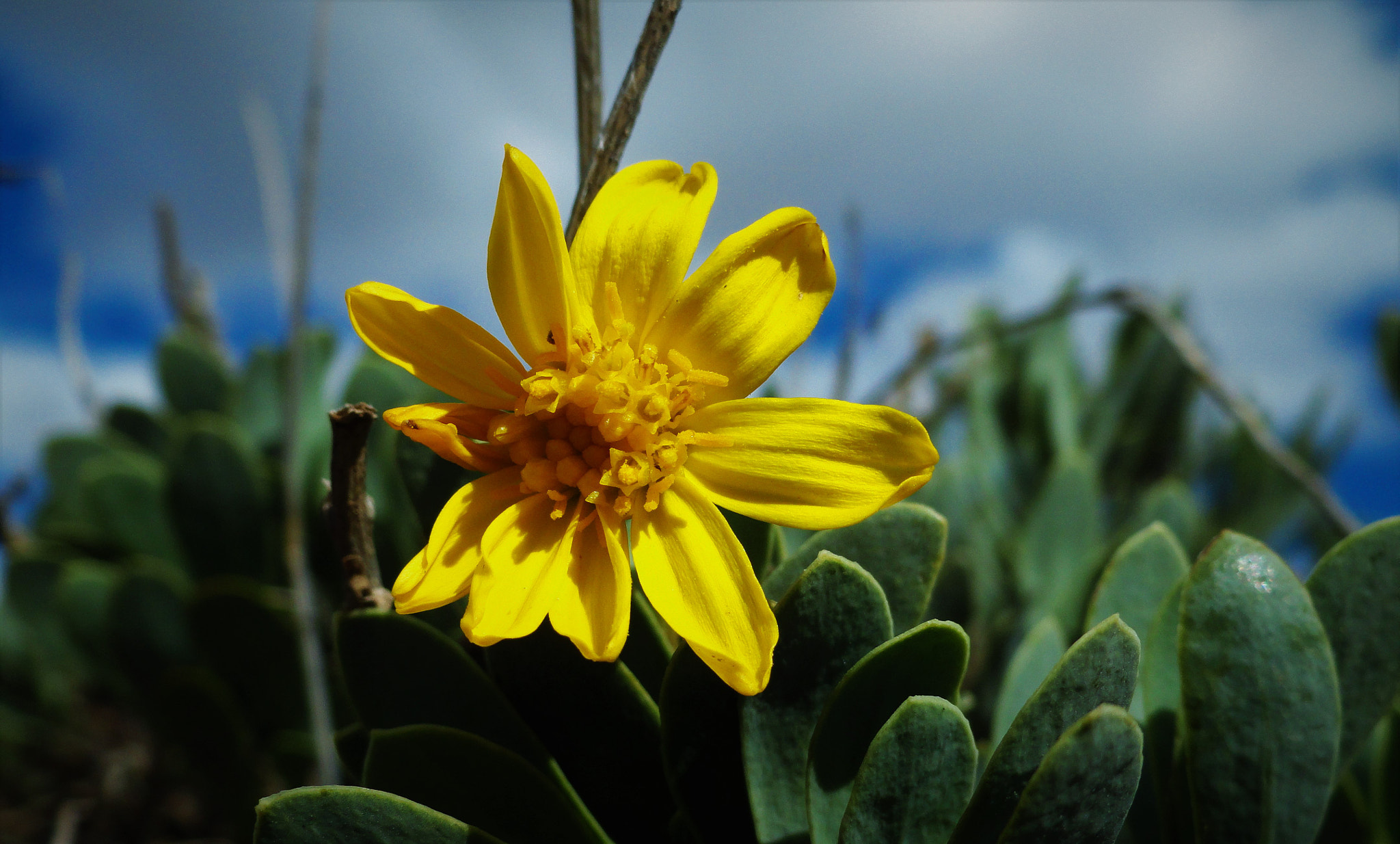 Sony Cyber-shot DSC-H55 sample photo. Flower photography