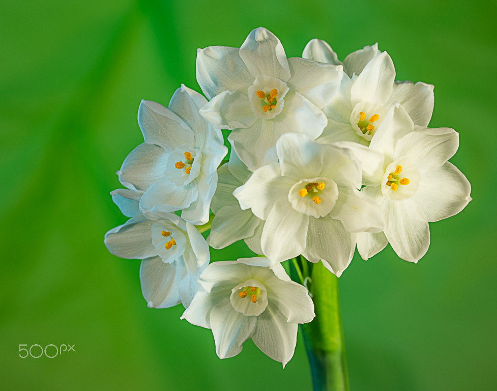 Canon EF-S 60mm F2.8 Macro USM sample photo. Paperwhite photography