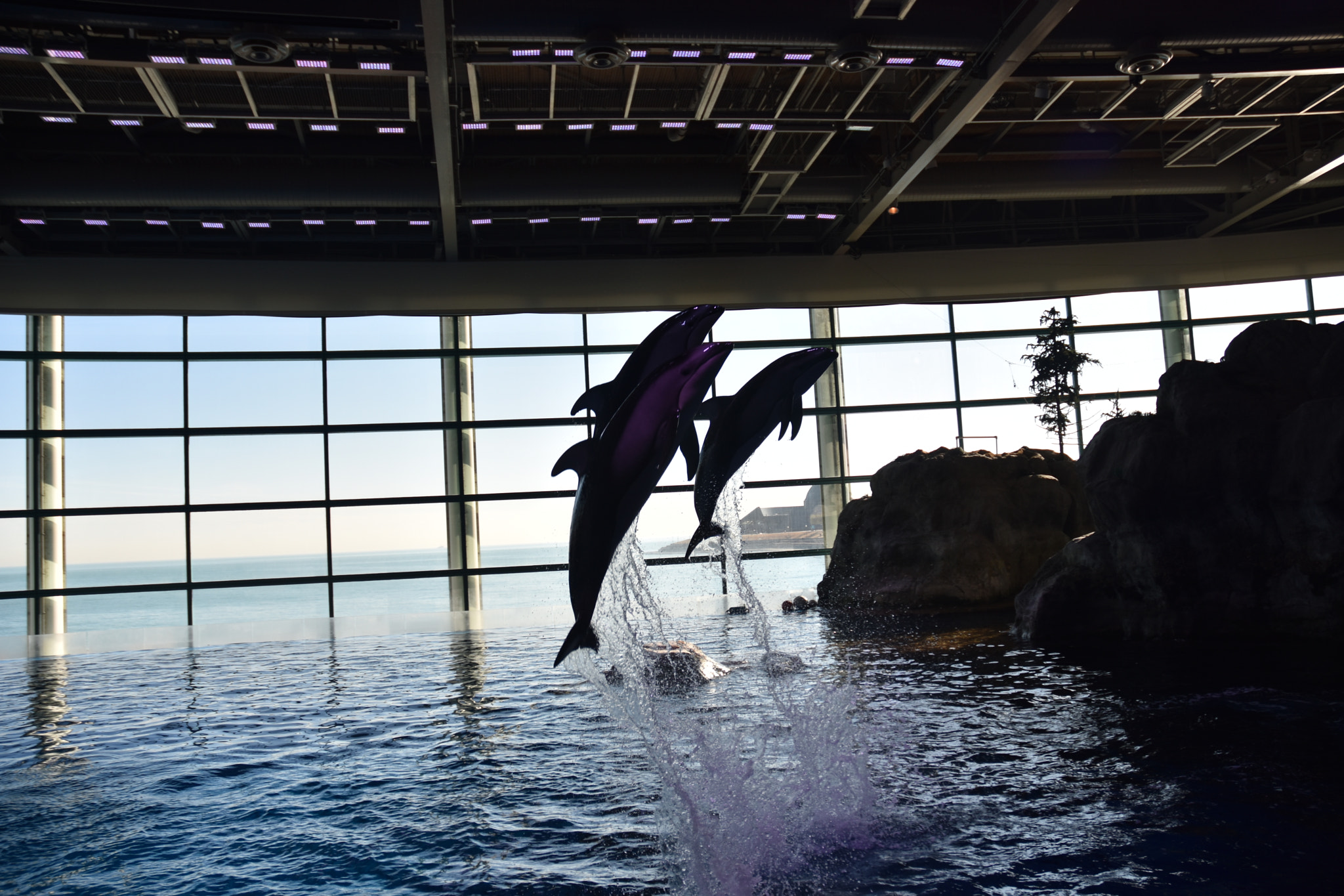 Nikon D3400 sample photo. Shedd dolphins photography