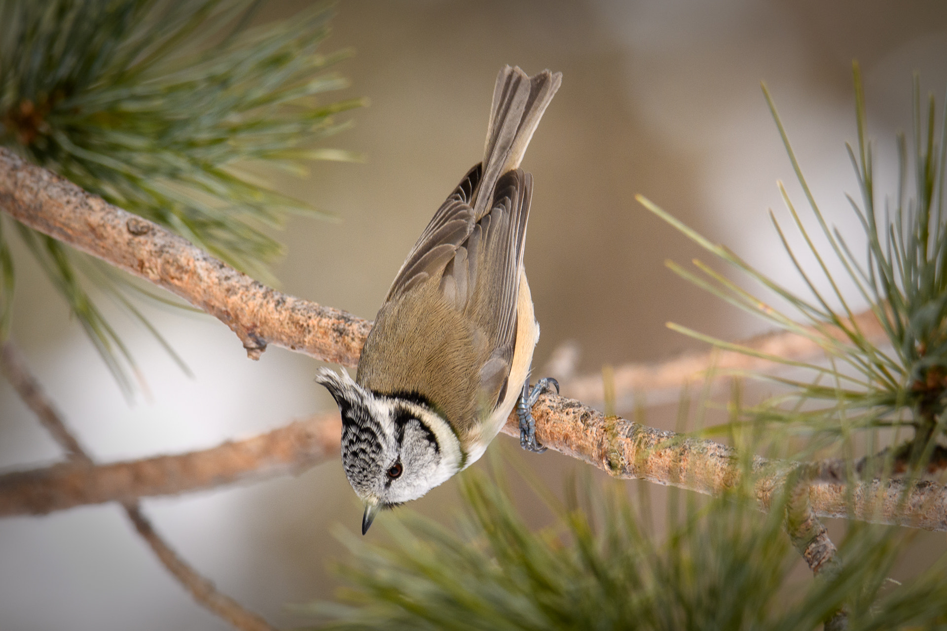 Nikon D500 + Sigma 50mm F2.8 EX DG Macro sample photo. Crested tit photography