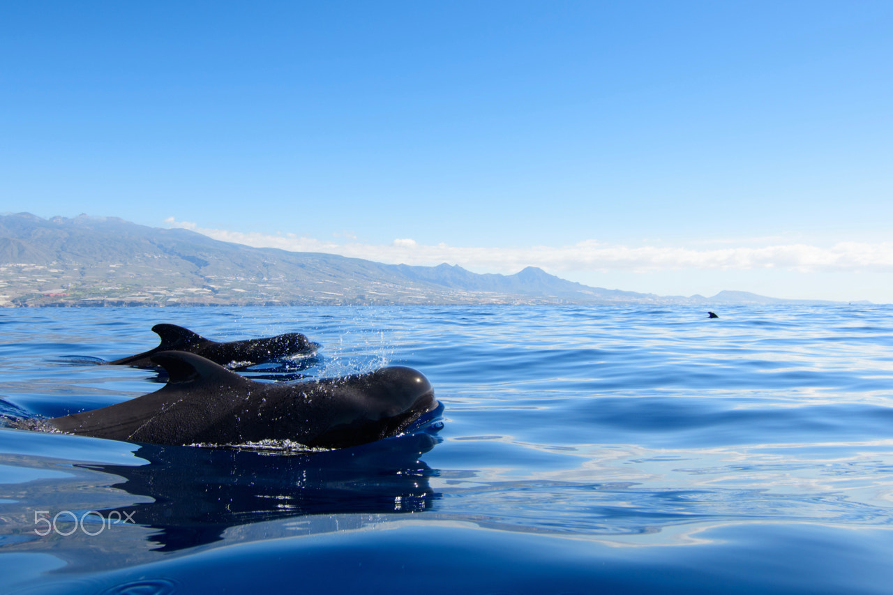 Tokina AT-X Pro 11-16mm F2.8 DX sample photo. Pilot whales photography