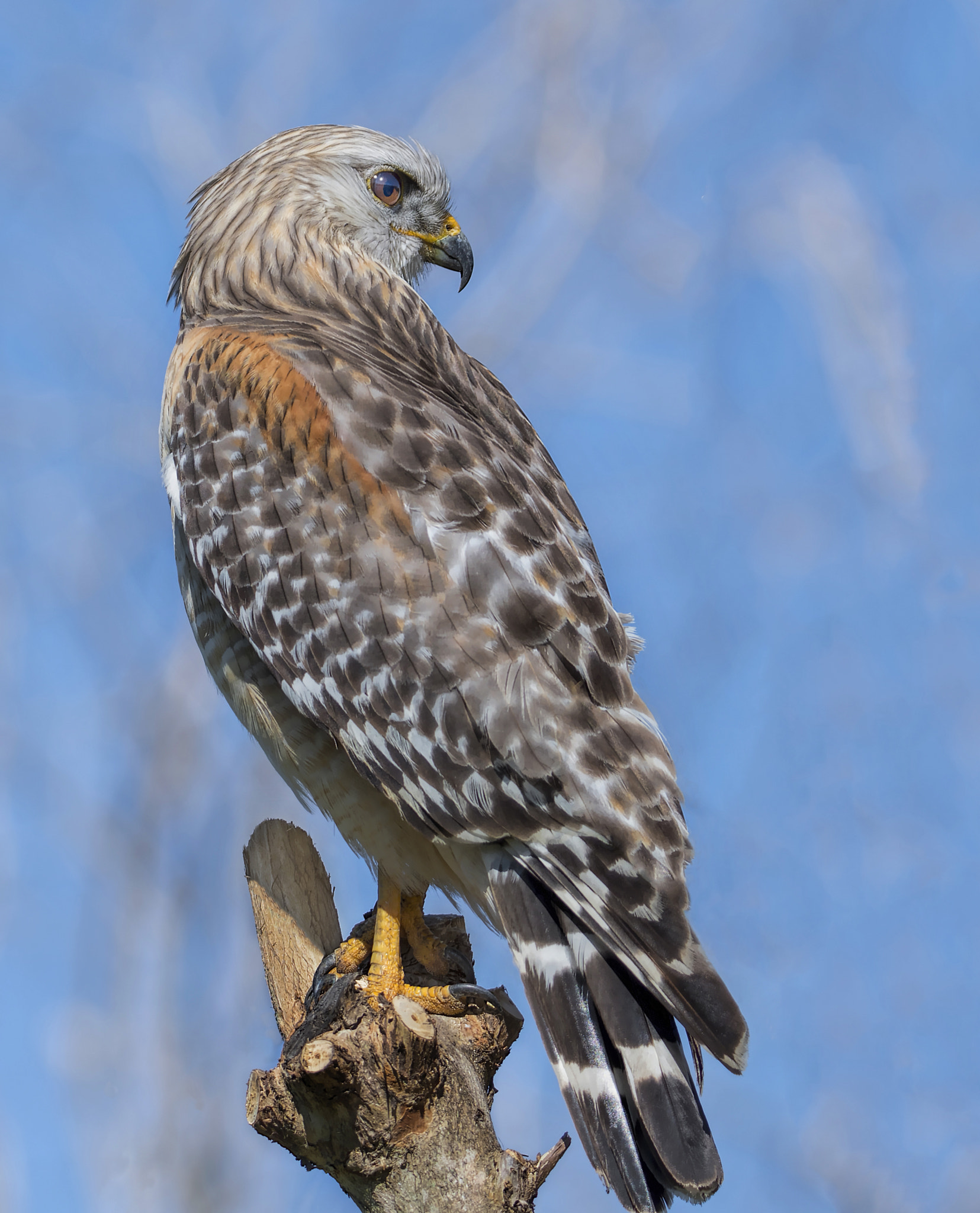 Nikon D500 + Sigma 50mm F2.8 EX DG Macro sample photo. Hawk abc photography