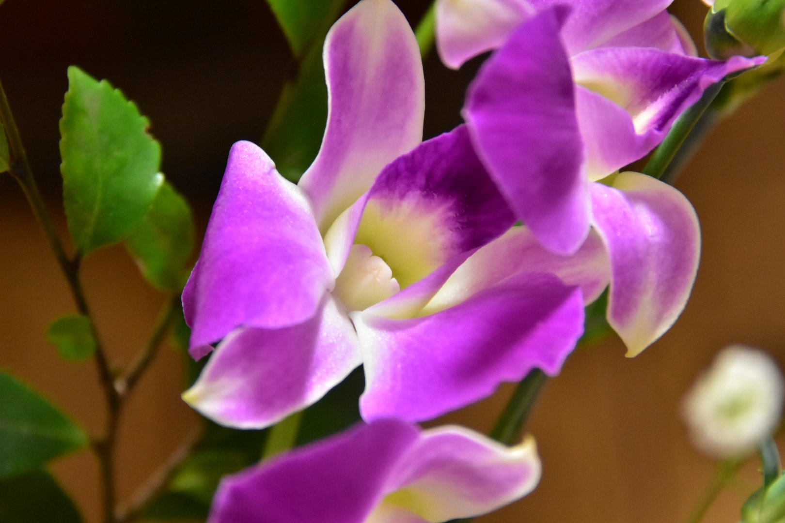 Nikon D7200 sample photo