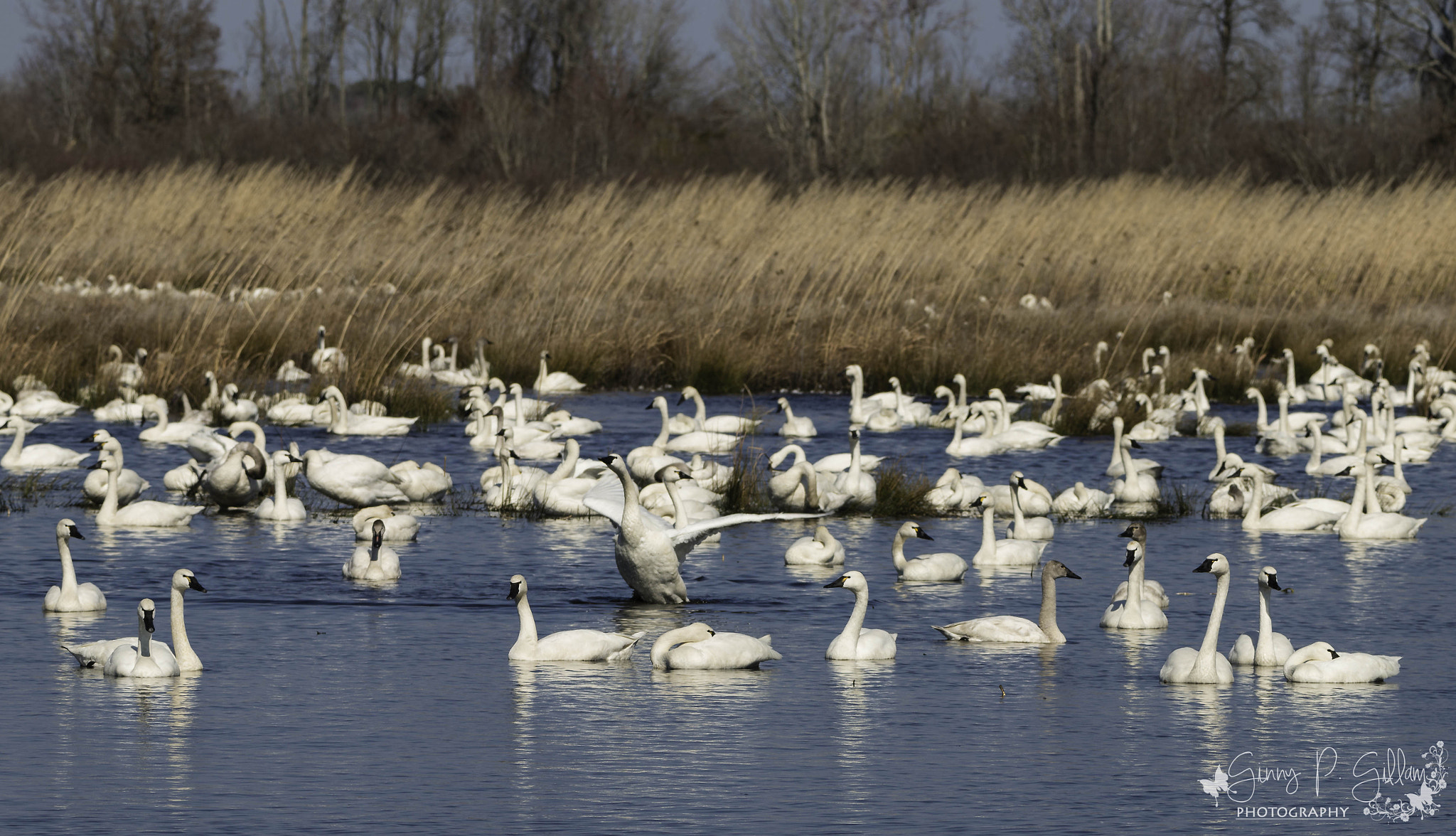 150-600mm F5-6.3 DG OS HSM | Contemporary 015 sample photo. Swans a swimming photography