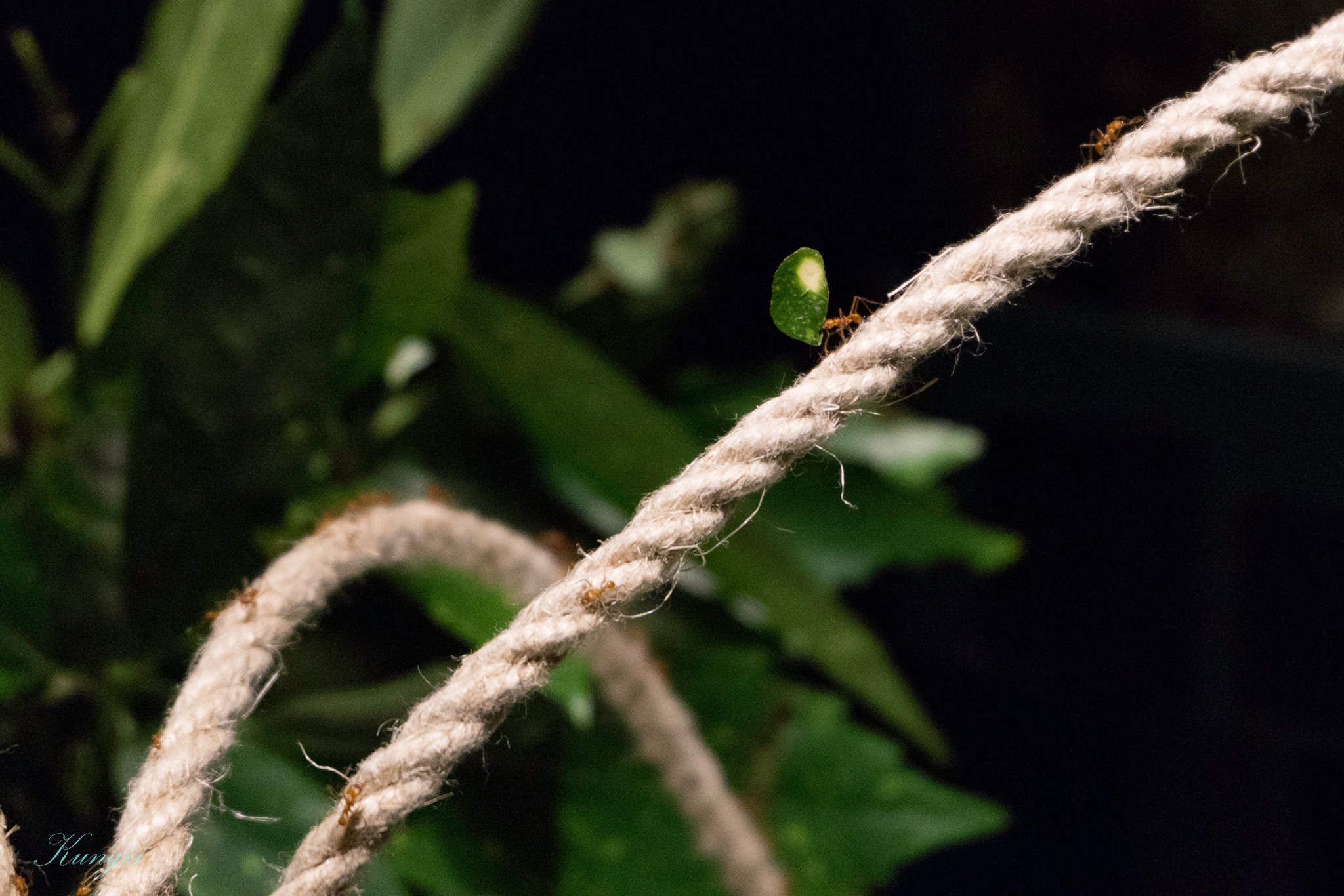 Fujifilm X-M1 sample photo. Leafcutter ant photography