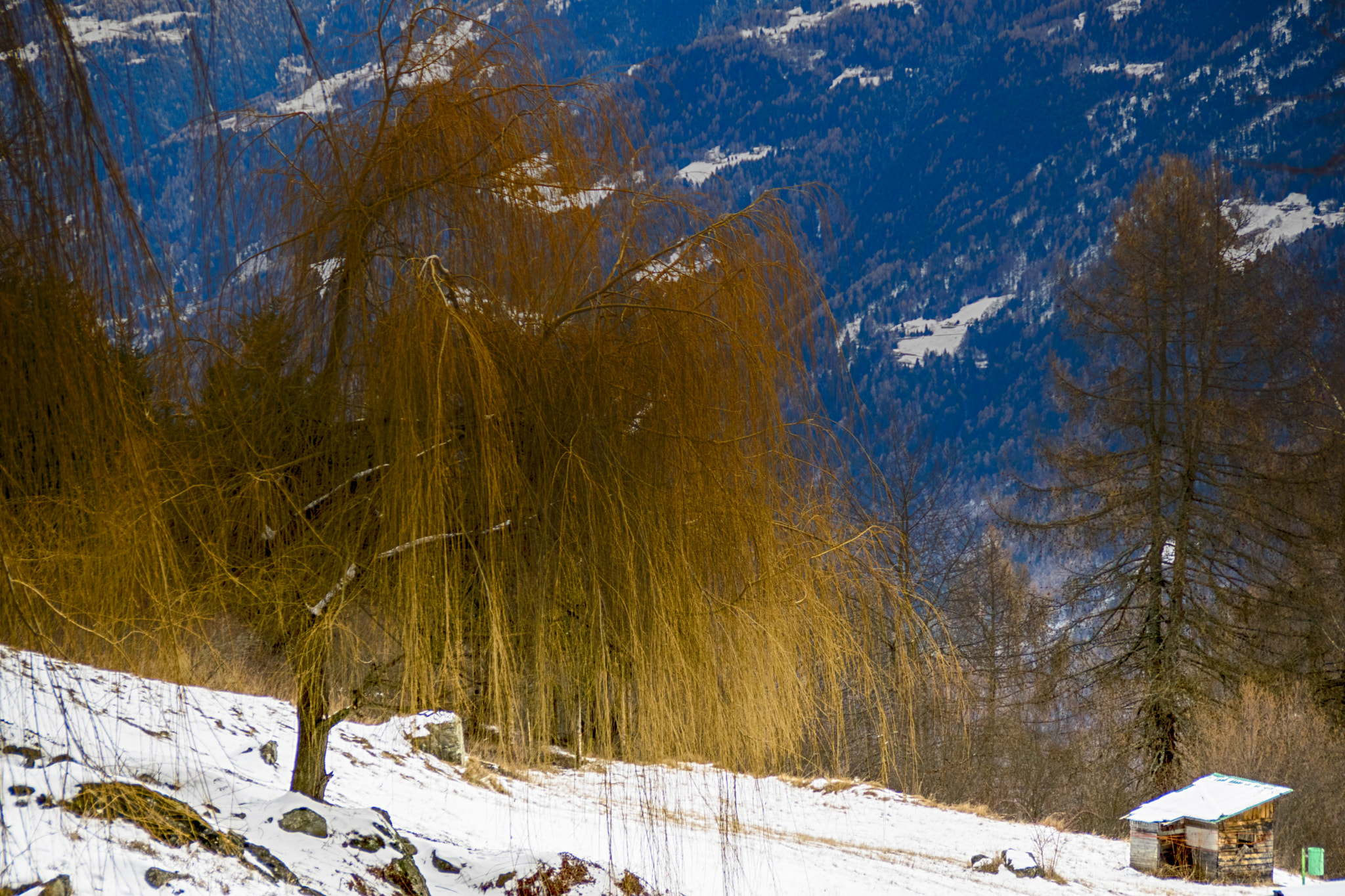 Nikon D3300 sample photo. Salix in the winter photography