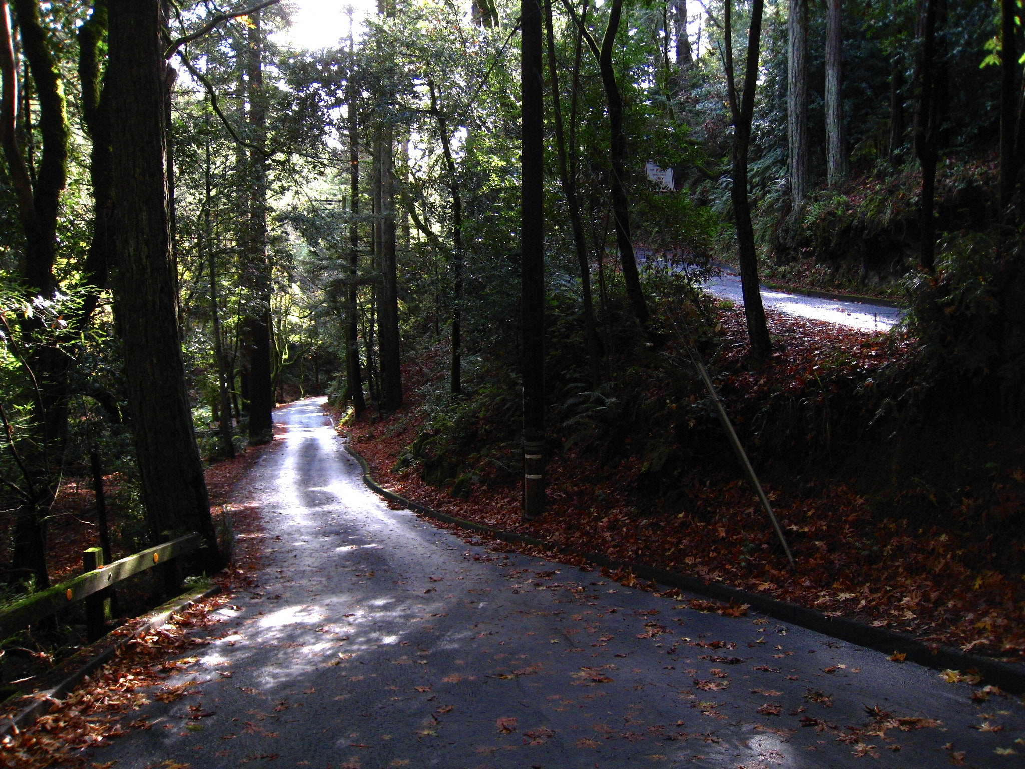 Canon POWERSHOT SD870 IS sample photo. Blithedale canyon at ralston, mill valley, california 2011 photography