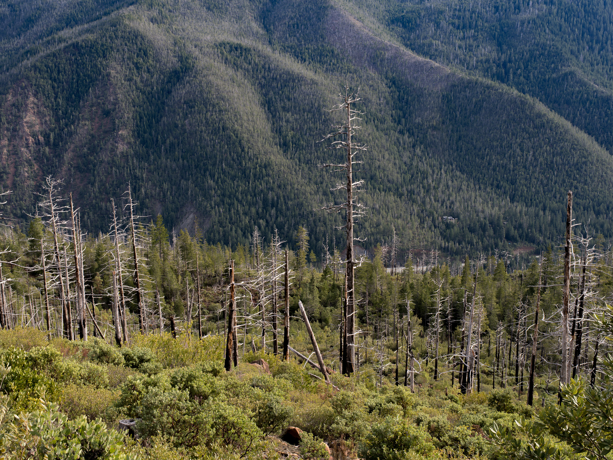 Pentax smc D FA 645 55mm F2.8 AL (IF) SDM AW sample photo. Elk camp ridge trail photography