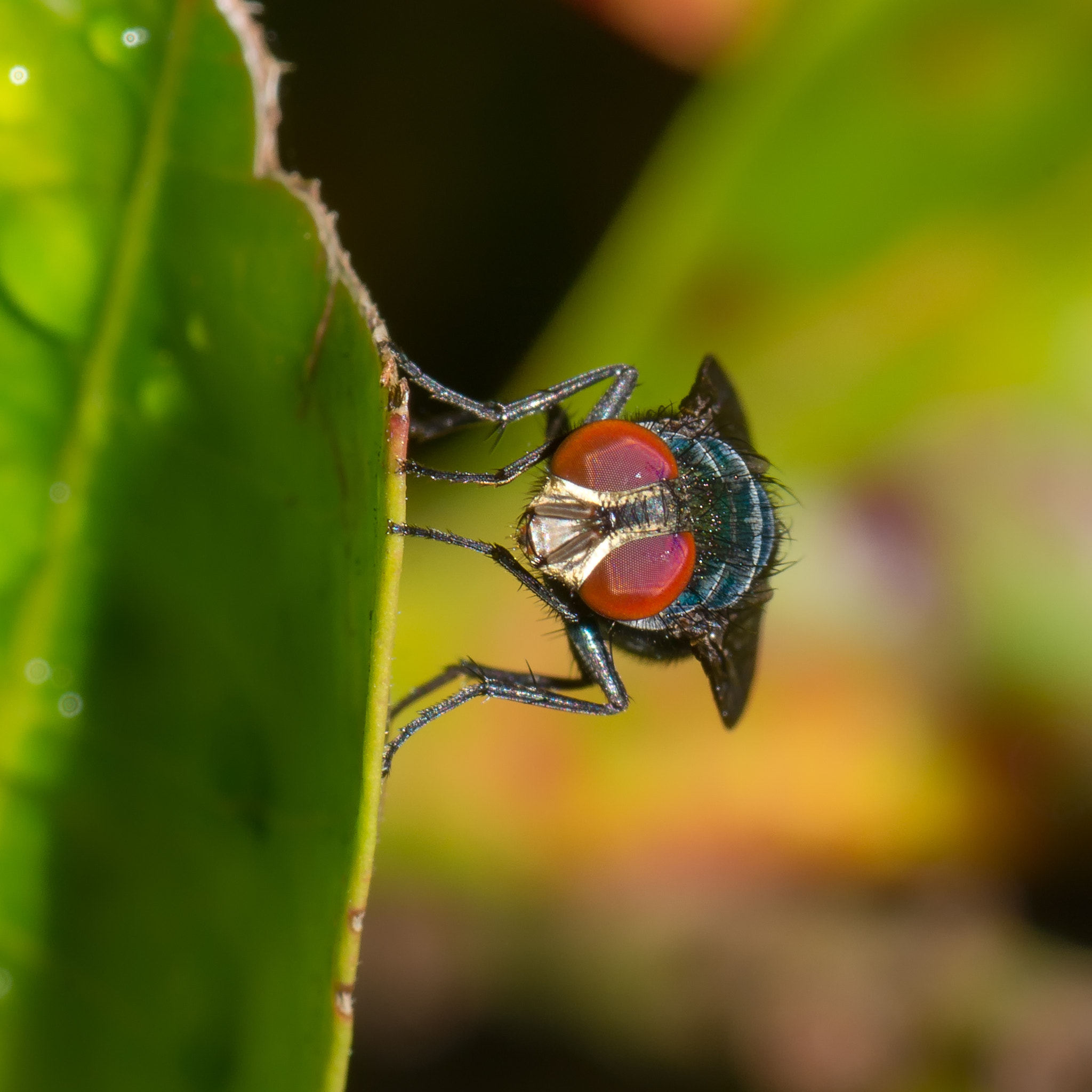 Nikon D7200 sample photo. Fly's eyes photography