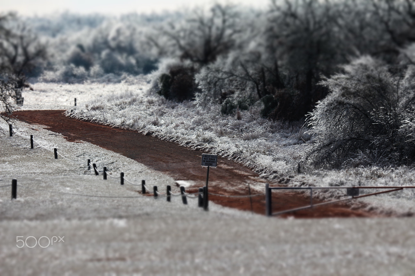 Canon EF-S 55-250mm F4-5.6 IS II sample photo. Icy  photography