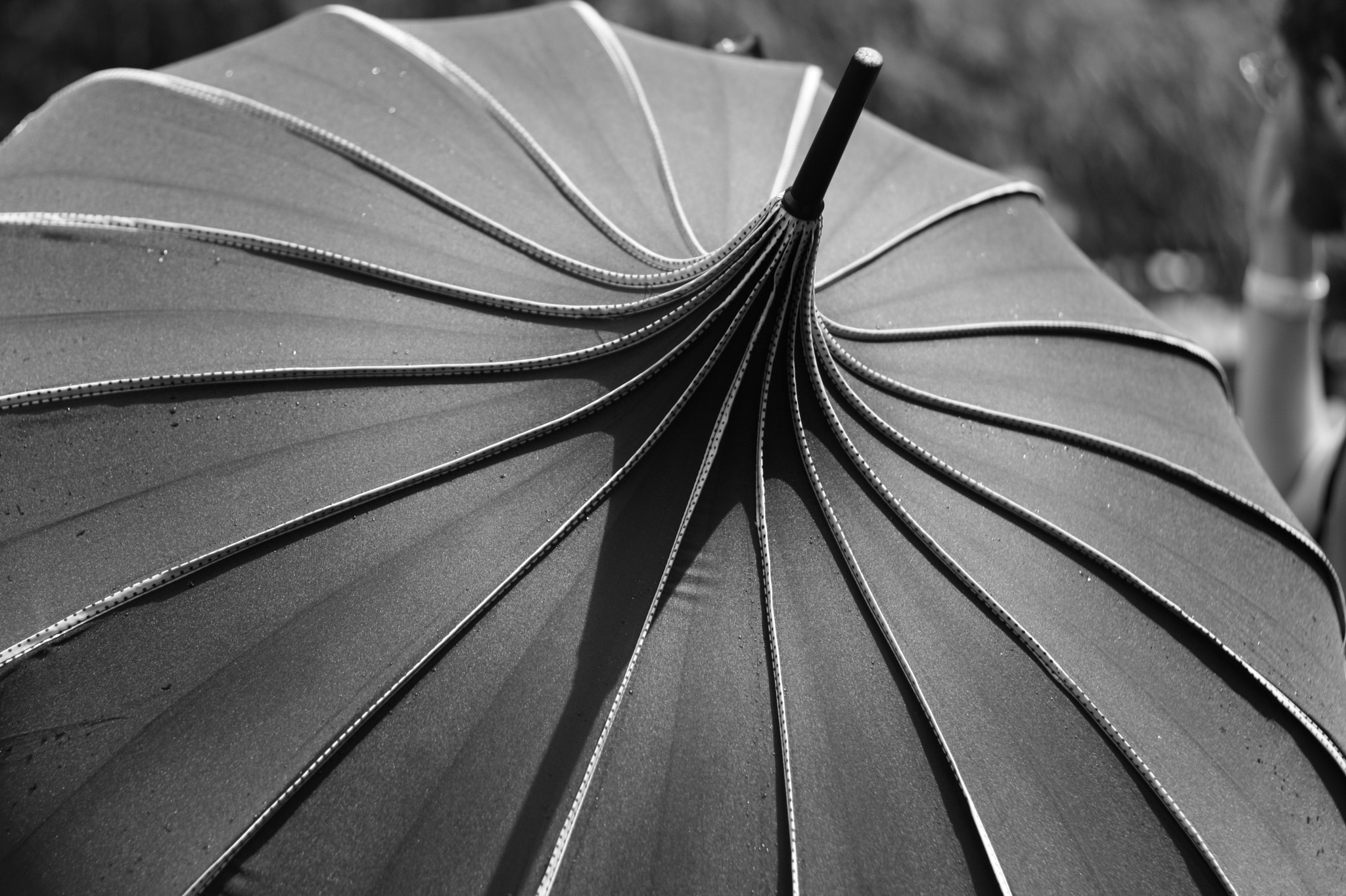 Canon EOS 450D (EOS Rebel XSi / EOS Kiss X2) + Canon EF 50mm F1.8 II sample photo. Protect me photography