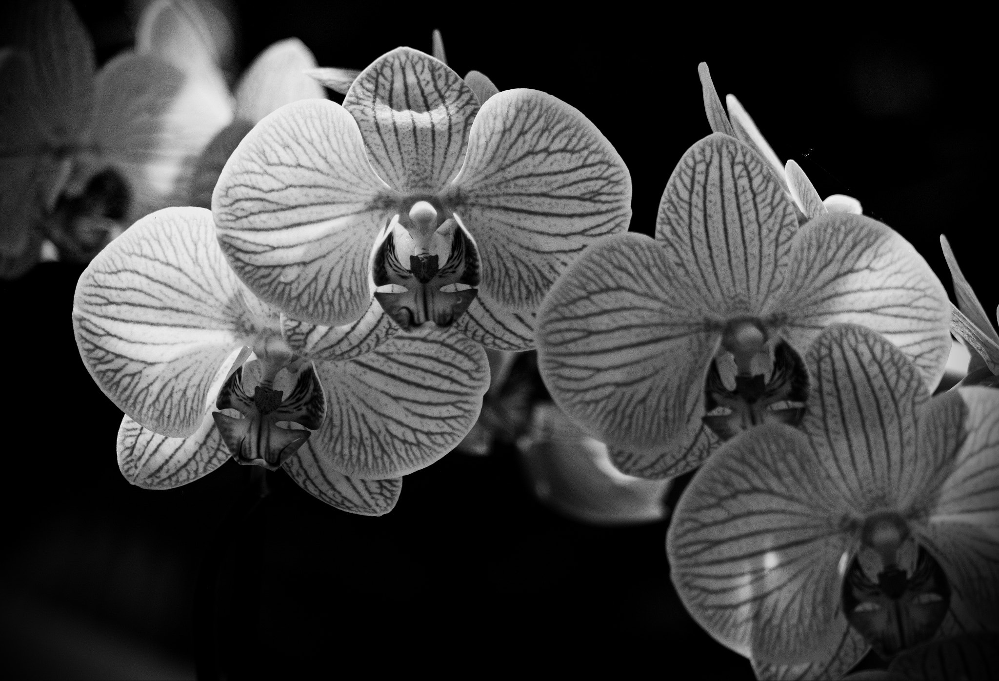 Samsung NX20 sample photo. Orchid photography