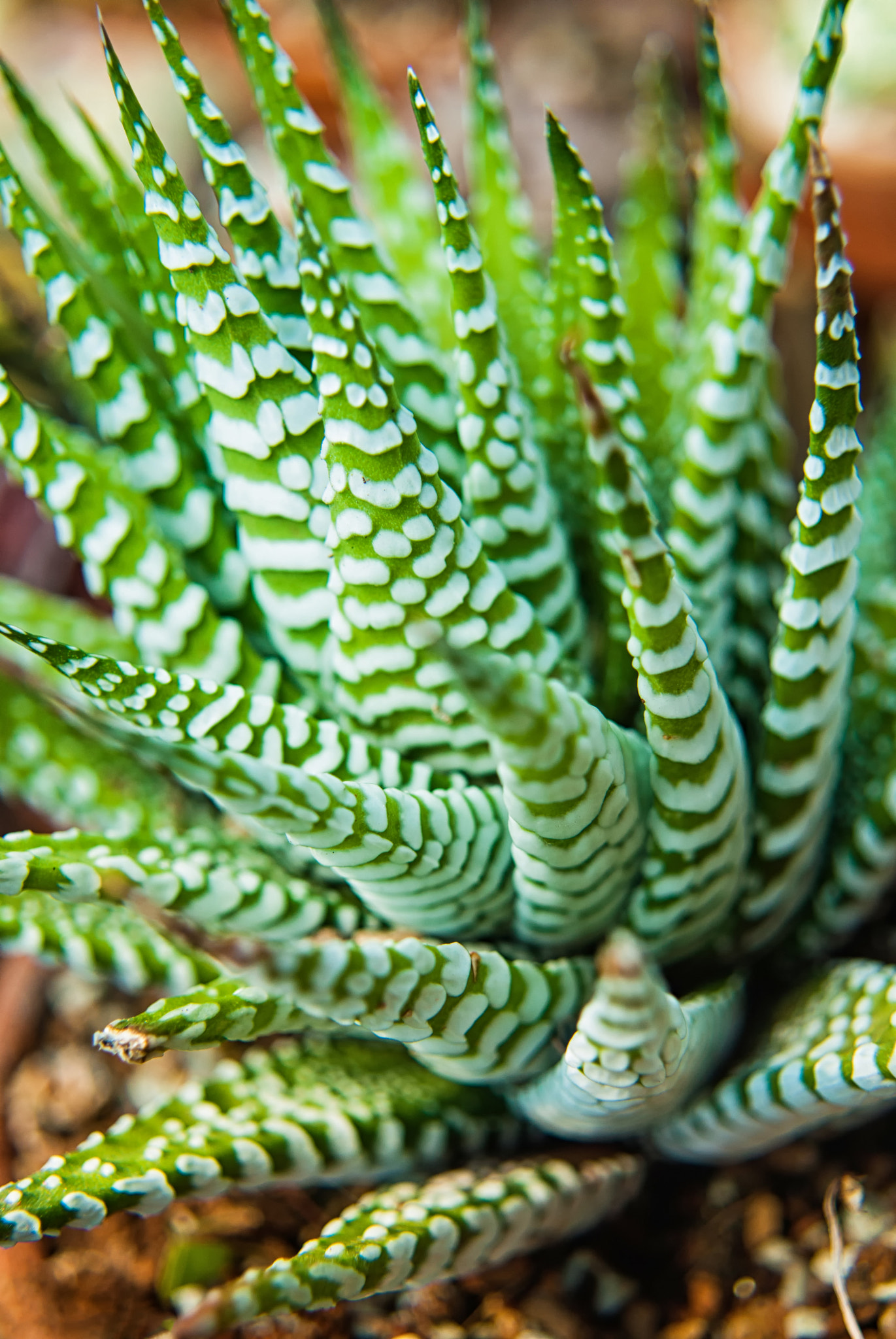 Nikon D200 sample photo. Succulents 2: nature photograph photography