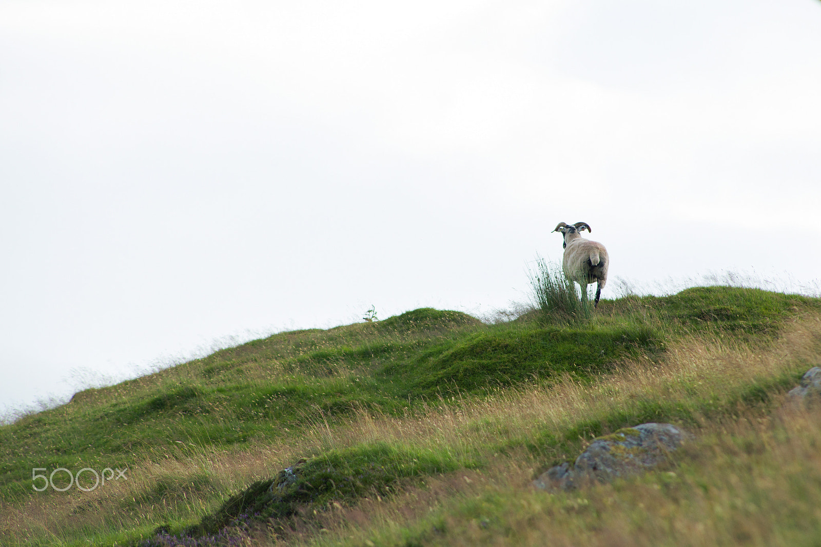 Canon EOS 6D + EF75-300mm f/4-5.6 sample photo. Sheep photography