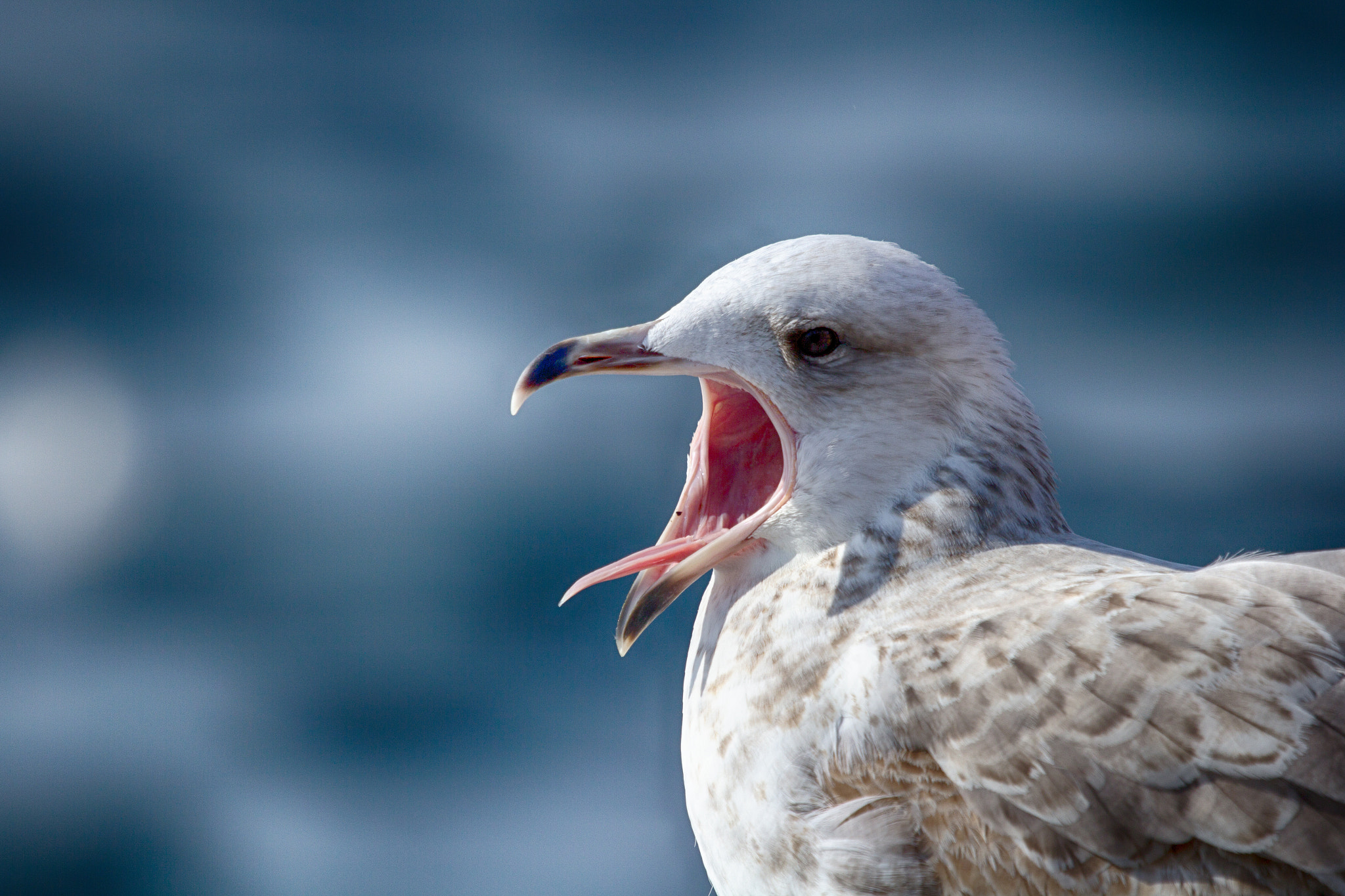 Canon EF 100-400mm F4.5-5.6L IS USM sample photo. Martı photography