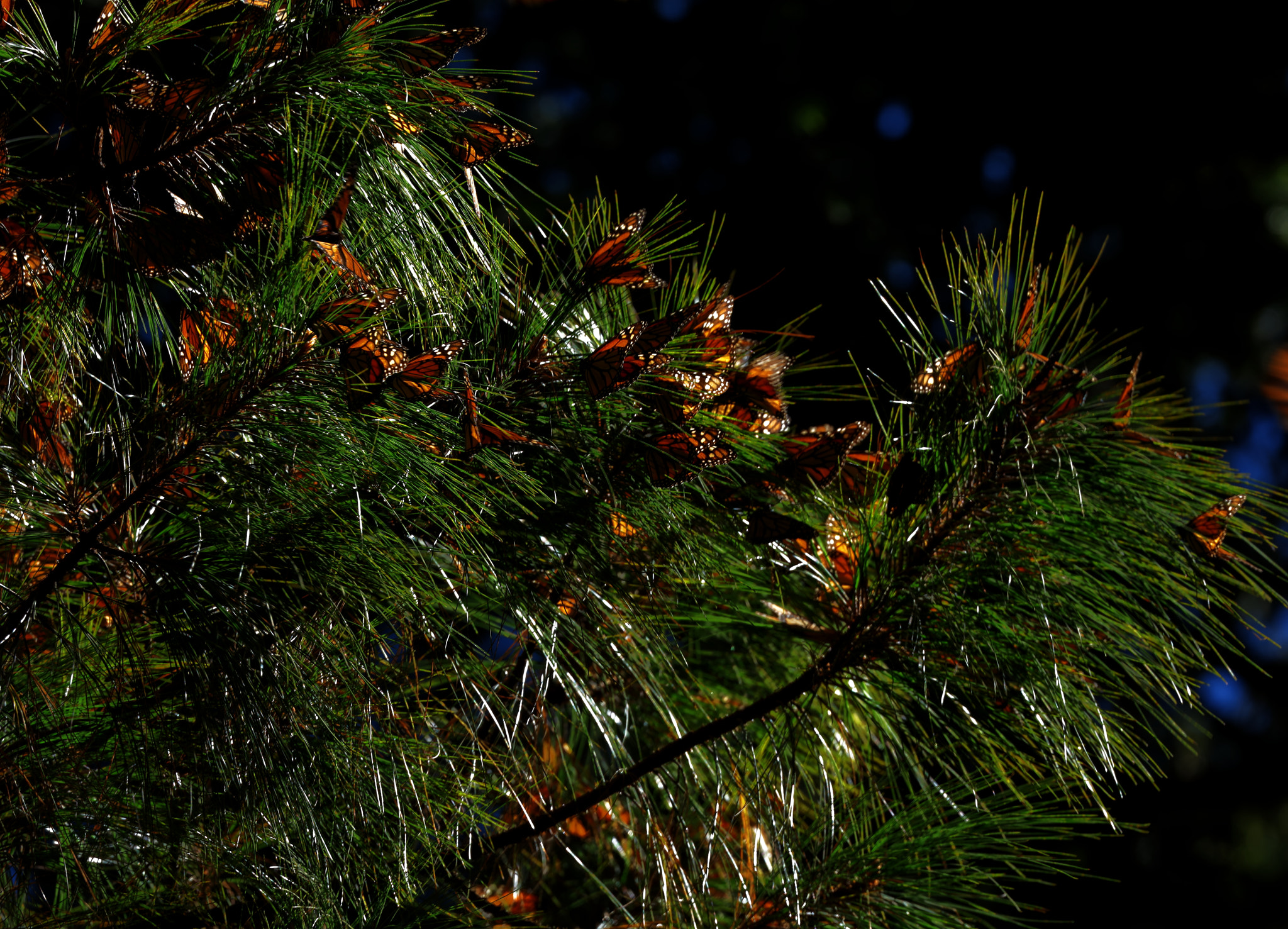 Canon EOS 5DS R sample photo. Monarch butterflies!  photography
