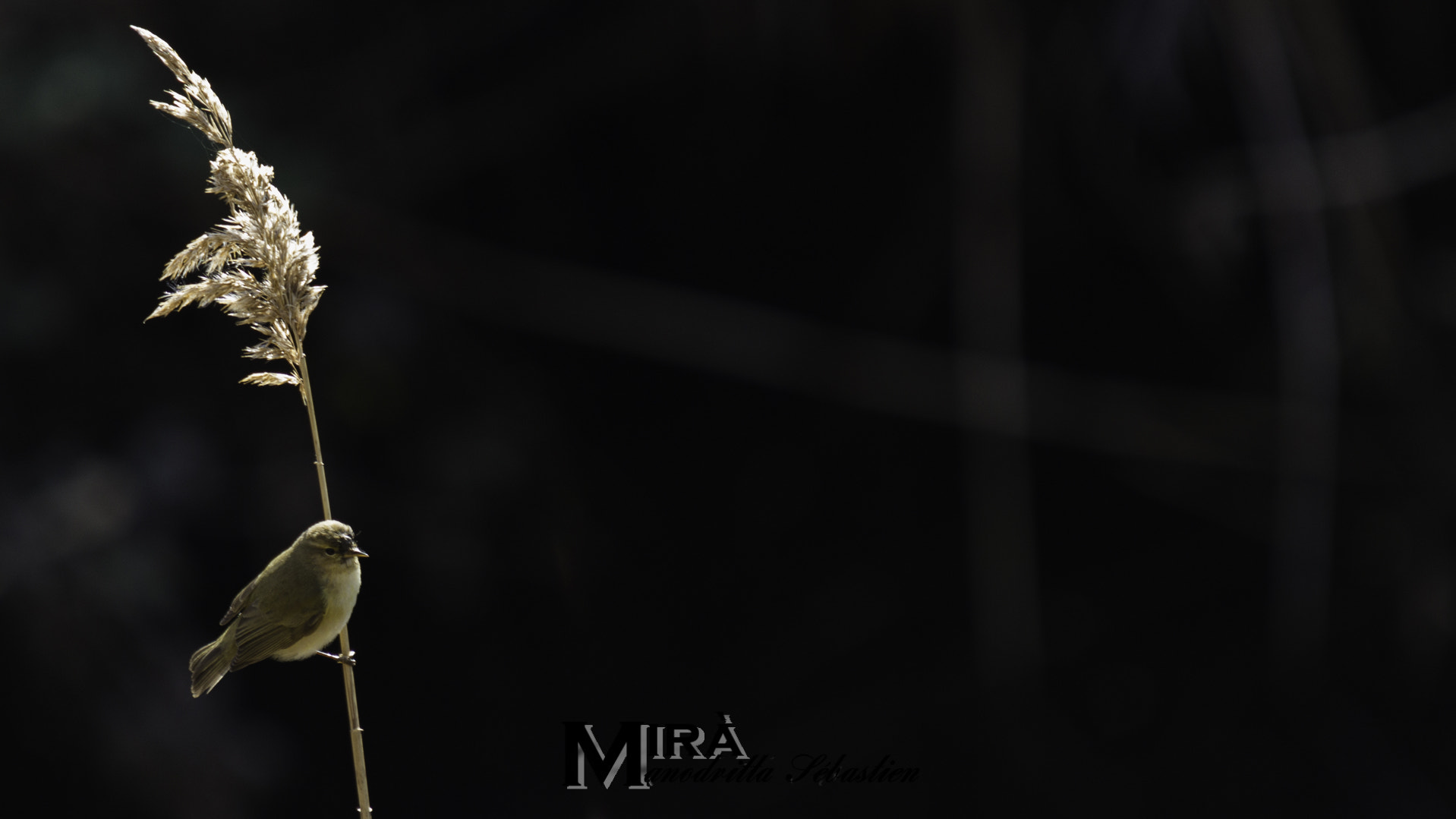 Sigma 50-500mm f/4-6.3 APO HSM EX sample photo. Light line photography