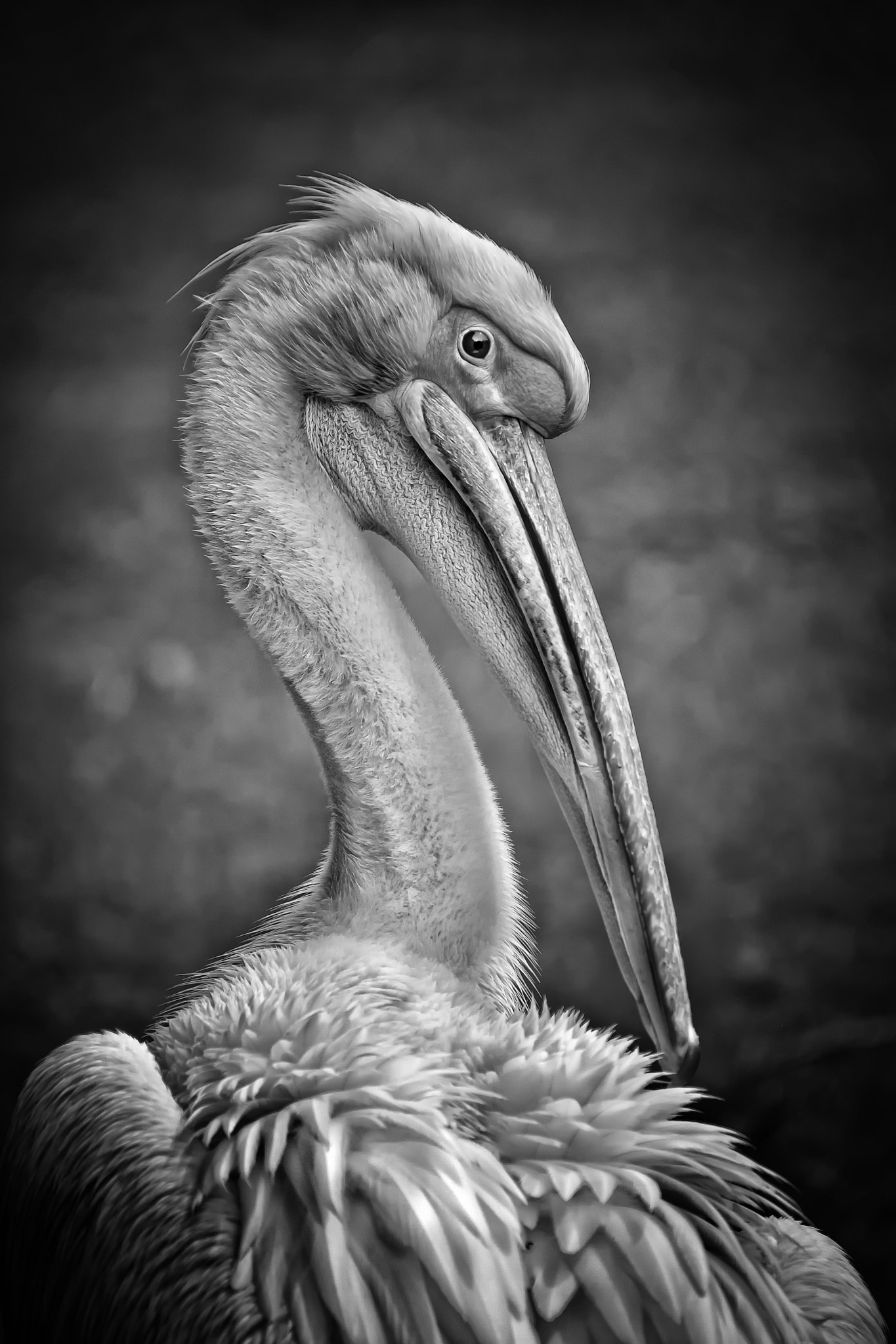 Sigma 50-500mm f/4-6.3 APO HSM EX sample photo. Pelican photography