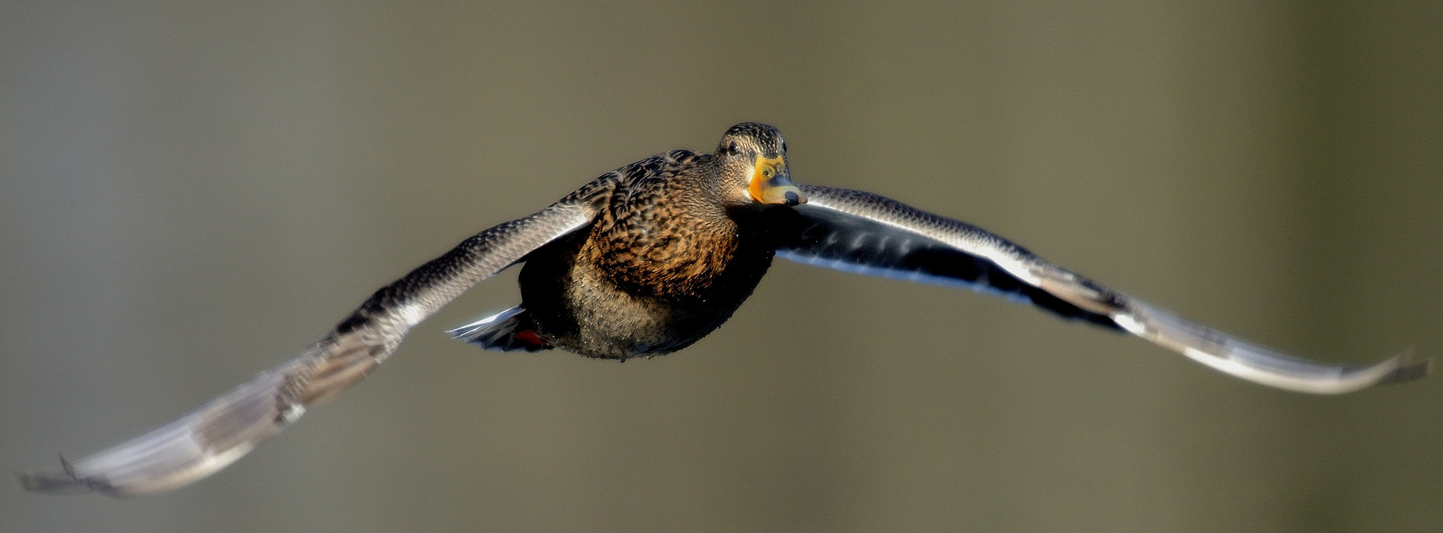 Nikon AF-S Nikkor 400mm F2.8D ED-IF II sample photo. Female mallard photography